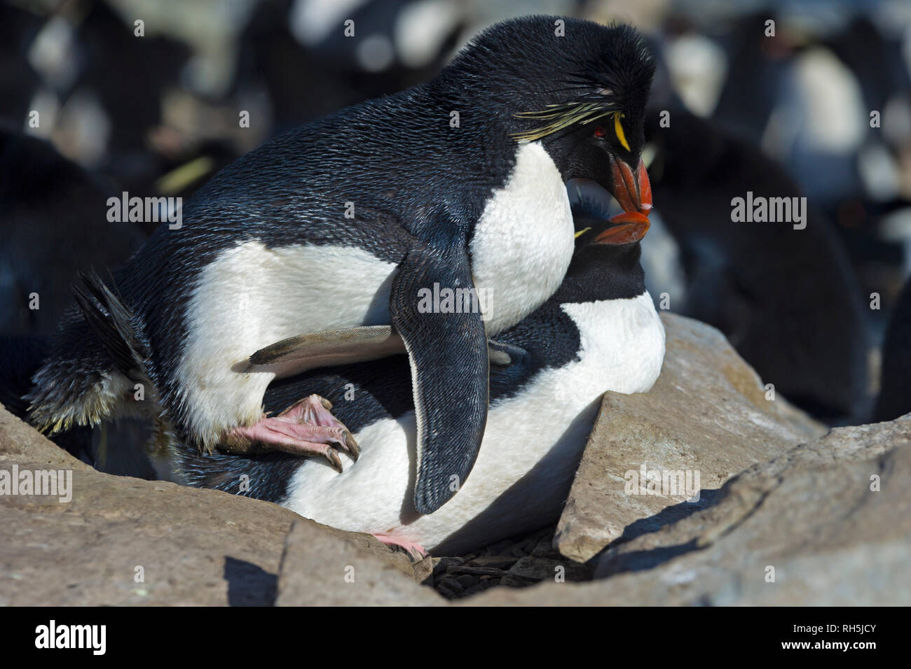 Rockhopper Pinguine eudyptes chrysocome Paarung im Nest in den Felsen, die Seelöwen island Falkland Inseln Stockfoto