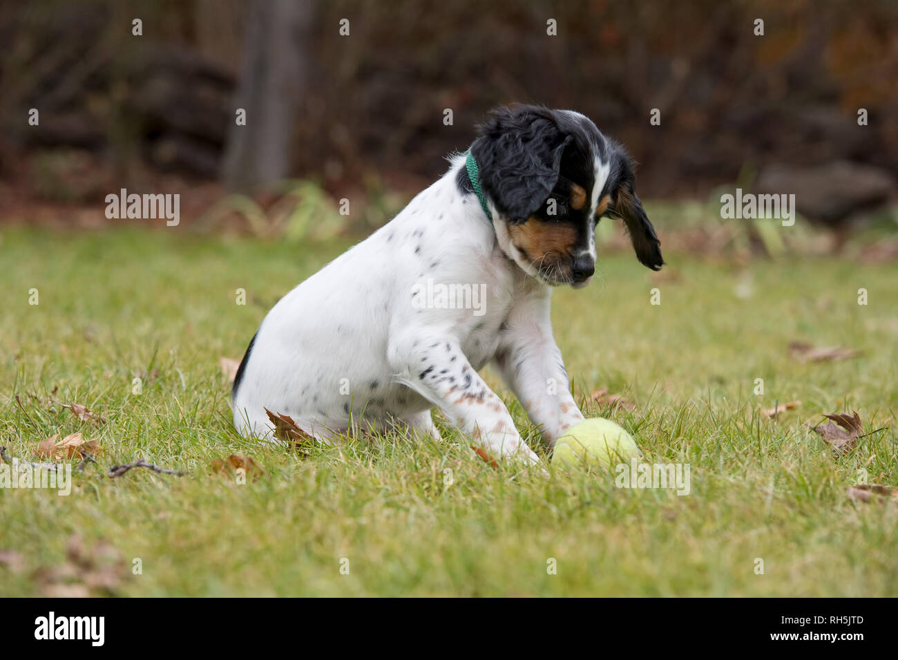 Acht Wochen alten English Setter Welpen spielen mit Tennis ball Stockfoto