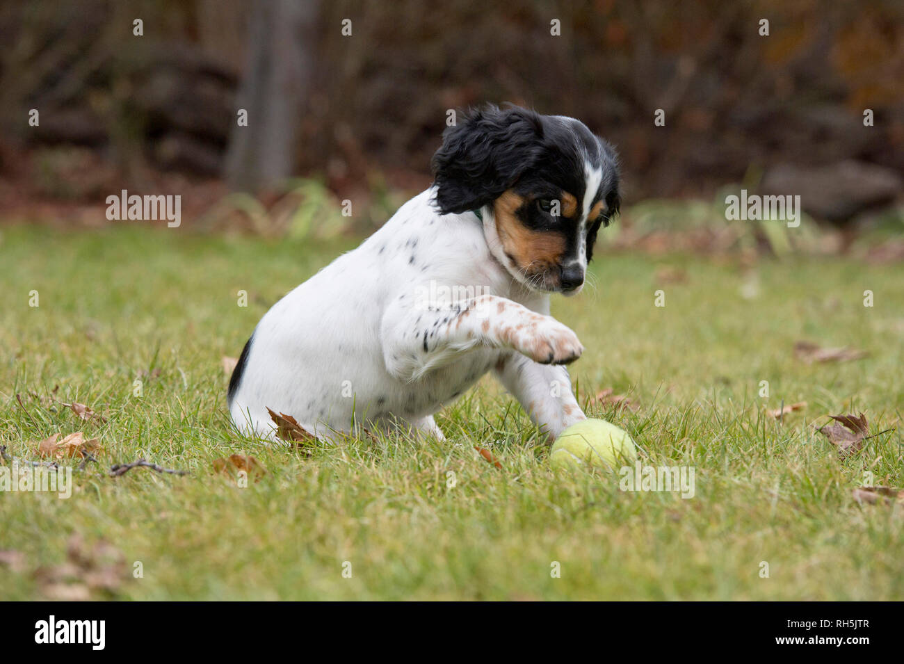 Acht Wochen alten English Setter Welpen spielen mit Tennis ball Stockfoto