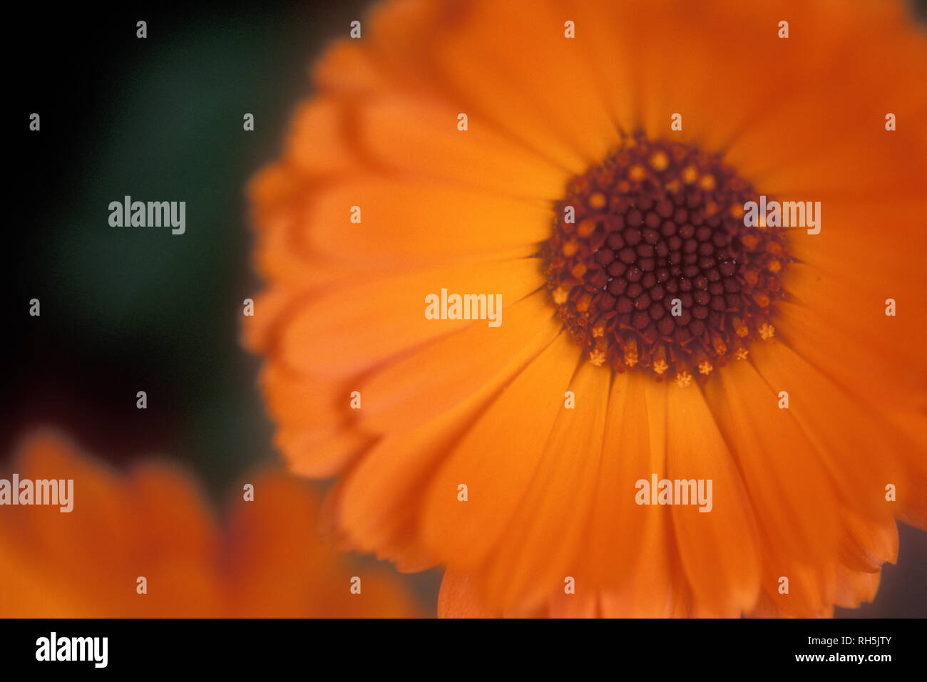 CALENDULA OFFICINALIS (RINGELBLUME) TOPF ODER ENGLISCH Stockfoto