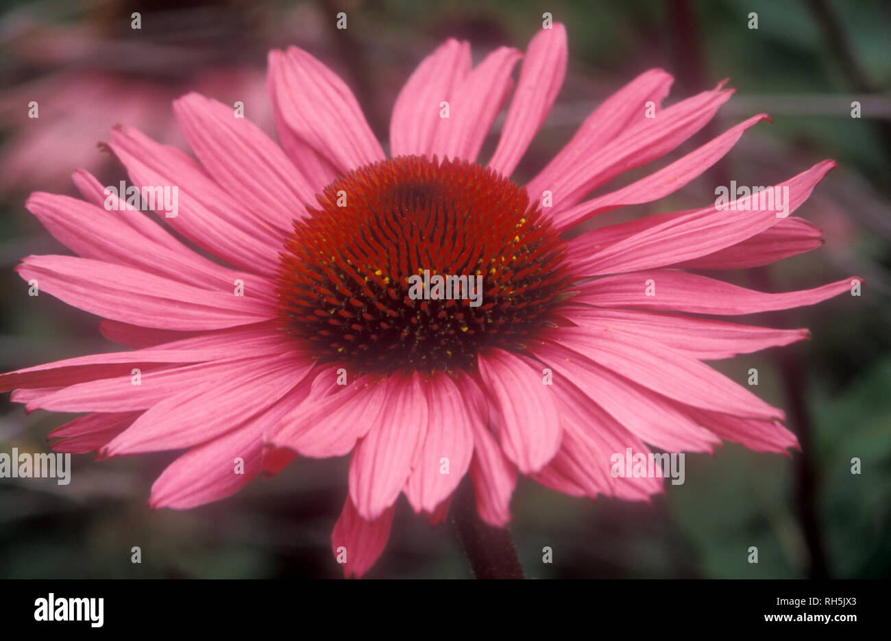 NAHAUFNAHME EINER ECHINACEA PURPUREA-BLÜTE, DIE ALLGEMEIN ALS CONEFLOWER BEKANNT IST. ECHINACEA IST EIN ARZNEIMITTEL. Stockfoto