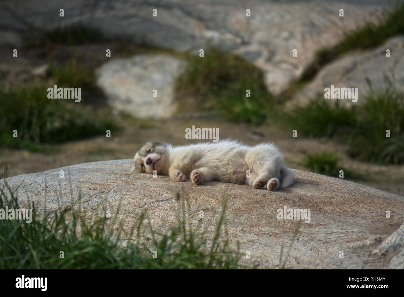 Ilulissat, Grönland - Juli, Sled Dog/Husky im Sommer, süße kleine Husky Welpe schlafen auf einem Felsen Stockfoto