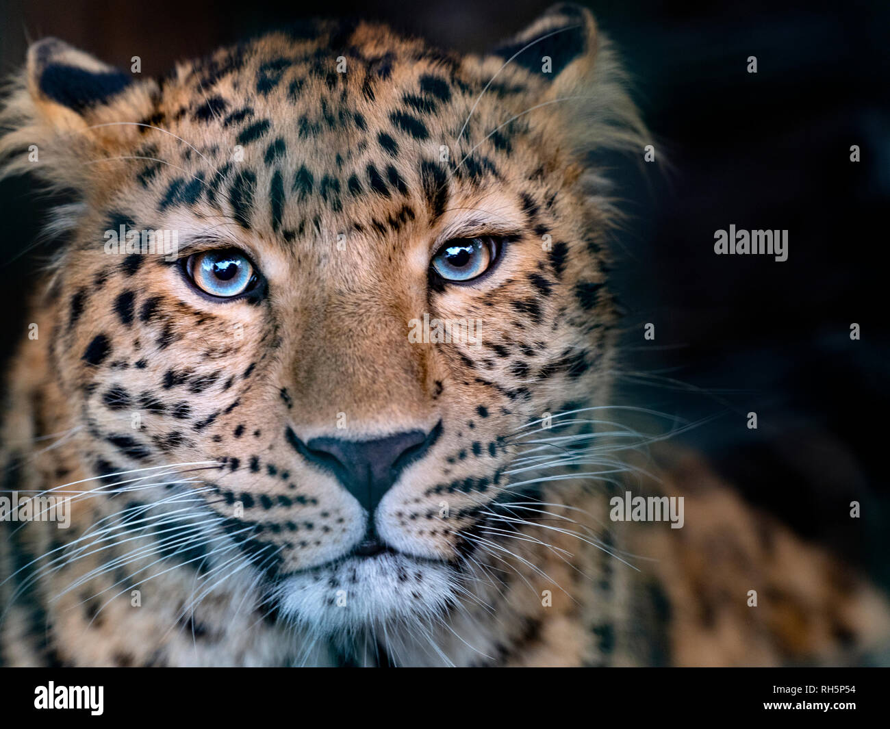 Amur leopard Panthera pardus orientalis CAPTIVE Stockfoto