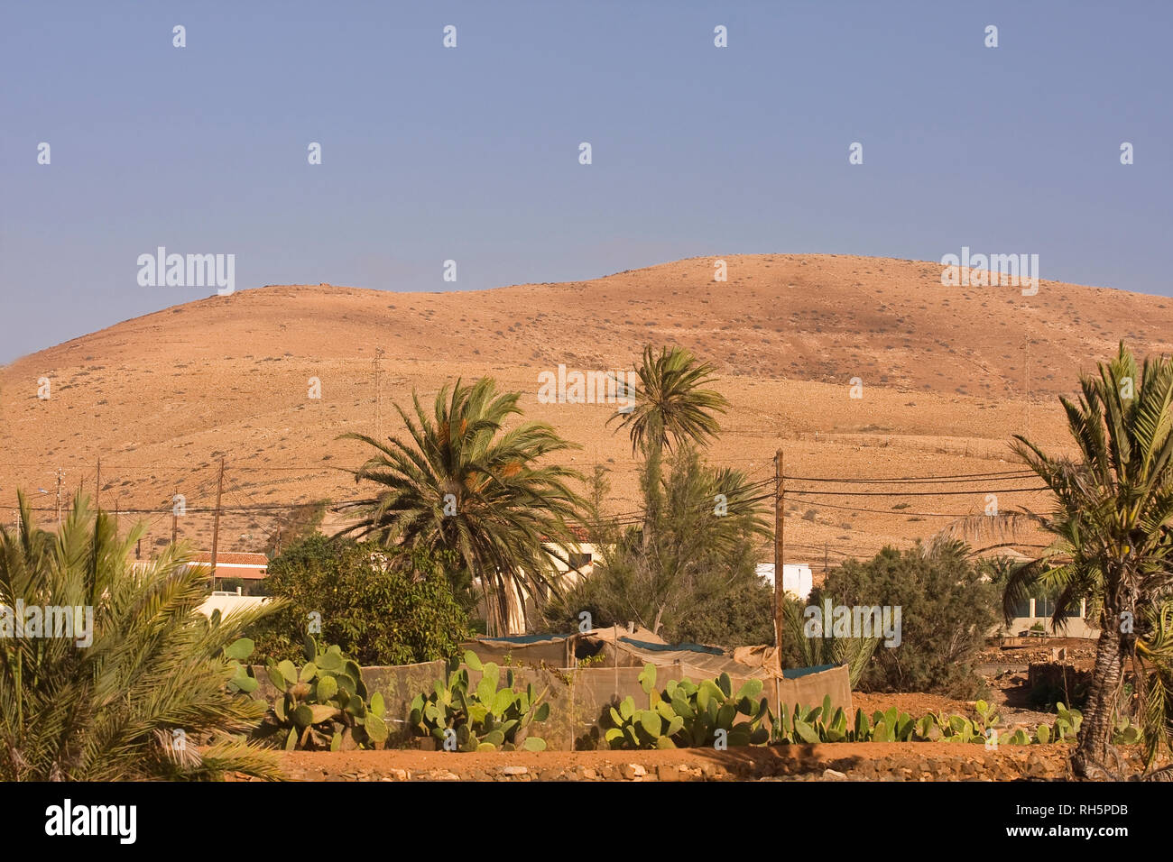 Kleines Landhaus mit Palmen in den Bergen in der Nähe von Tuineje, Fuerteventura, Kanarische Inseln, Spanien, Europa Stockfoto