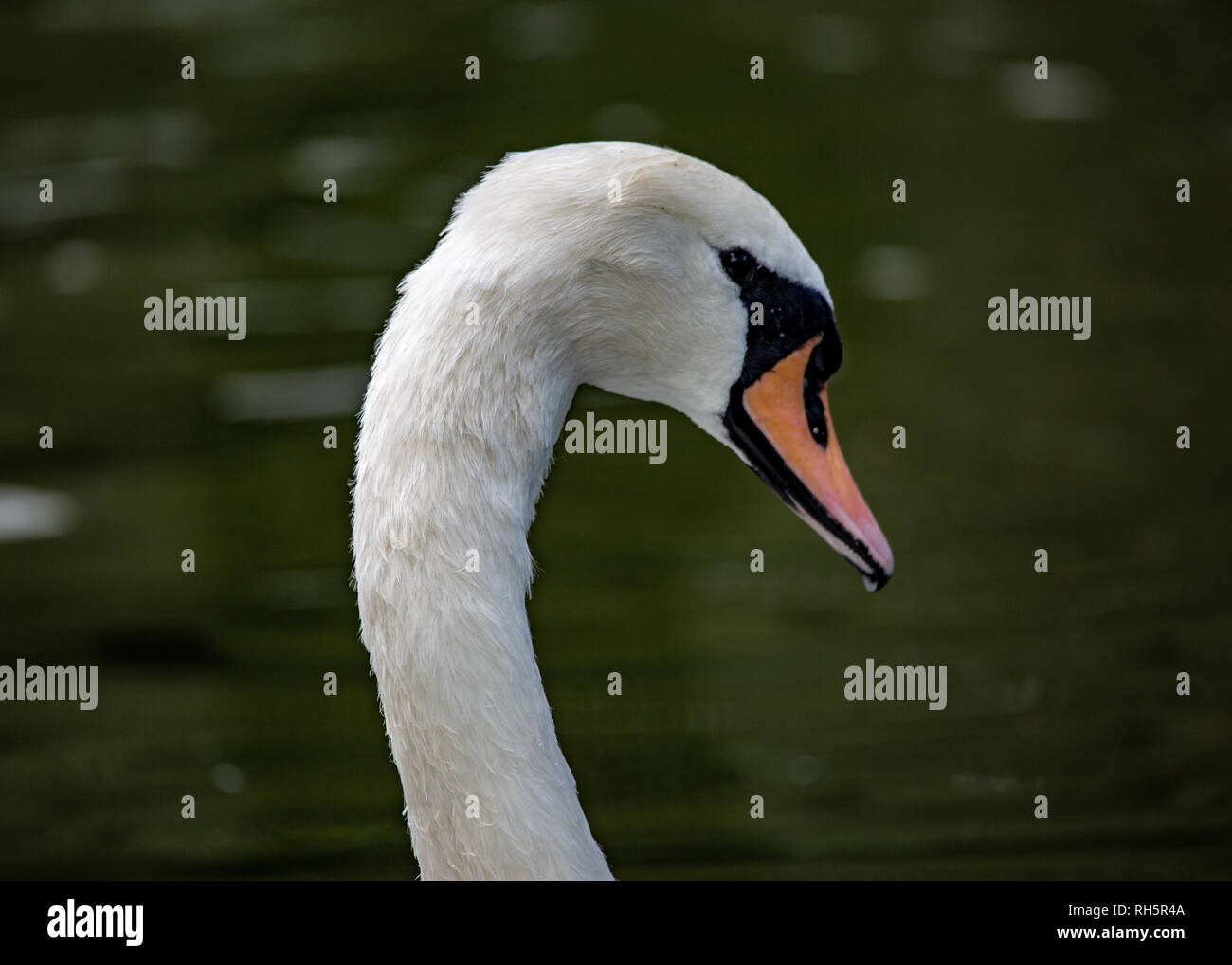 Der Schwanenhals Stockfoto