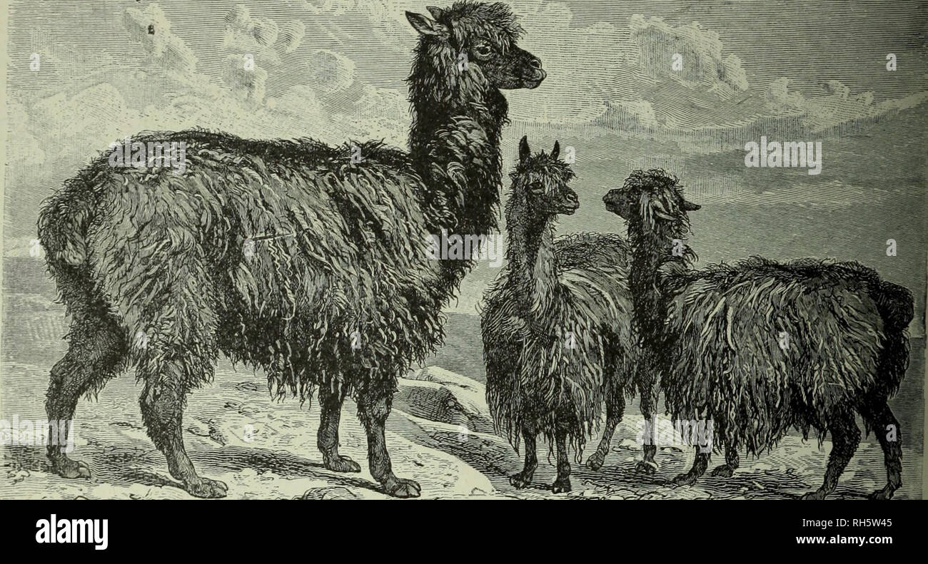 . Brehm das Leben der Tiere: Eine komplette Natural History für beliebte home Unterricht und für die Nutzung der Schulen. Mammalia. Säugetiere; das Verhalten der Tiere. 44 fi DER HUFTIERE. Das Lama von Mcycn schätzt die Bedeutung von großem Wert für den thc Llama auf die peruvi; Ms als] Peruvmns.^ Re; ndeer tQ^^ £ Lander. Die Tiere sind auf dem Tisch gehalten - landet in riesigen Herden. Alle Arten von Lamas produzieren bei einer Geburt nur einen einzigen Jungen ein, die durch die Mütter der meisten Arten für ungefähr vier Monate gesäugt, und für einen Zeitraum etwas mehr von den Frauen der Llama Arten. Die gleiche Stockfoto