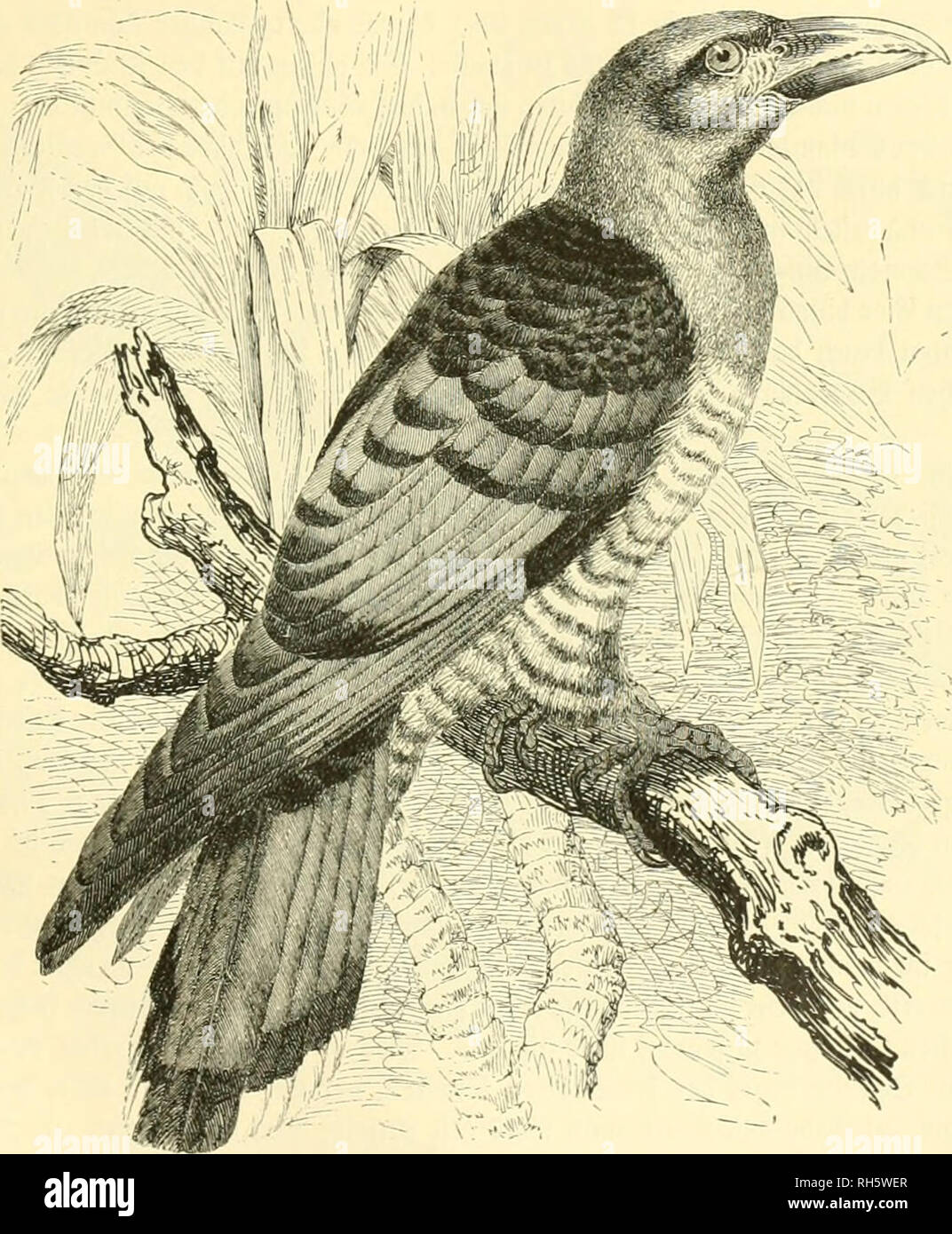 . Brehms Tierleben. Allgemeine Kunde des Tierreichs. Zoologie; das Verhalten der Tiere. SRic [enIurfiicI: § cimat. SJBefcn. g-ortpflanäung. 451 § Cuf (i) recfeit Uub nnberen großen Curbtieren ju enbltd fticf fvcifjen, 3) ltiiebcrf) plt in biefe: ^erab unb nafjnt fie öon Bcn 53 ober felbft ond Ben © tämmen Iättern ber 58 äume Roeg, getegentltcl) laut unb fvci)" d) Cub auffcl^ reienb unb mit ausgebreiteten © djtningen oor Ben äu^ erften Spitzen rüttelnb, alleS ganj wie sprang gu tun pftegen. Gtft nad) bem er bie t3} erfd biefer iebenften Übungen 9 trt ausgeführt unb Fid) feine S)^orgeninaI) Iäeit gefid) ert i^atte, lic Stockfoto