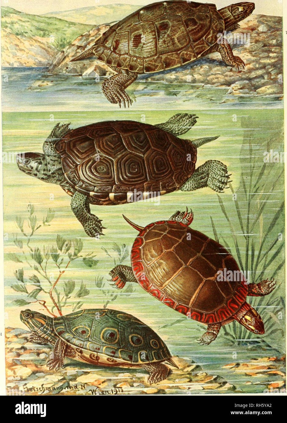 . Brehms Tierleben. Allgemeine Kunde des Tierreichs. Zoologie; das Verhalten der Tiere. flmerikcinilche Waflerfchildkrötcn. 1. Malaclemys lesueuri Grau. - 2. Malaclemys centrata Latr. - 3. Clirysemys picta Sehn. - 4. Chrysemys ornata Grau.. Bitte beachten Sie, dass diese Bilder sind von der gescannten Seite Bilder, die digital für die Lesbarkeit verbessert haben mögen - Färbung und Aussehen dieser Abbildungen können nicht perfekt dem Original ähneln. extrahiert. Brehm, Alfred Edmund, 1829-1884; Zur Strassen, Otto L., 1869 -; Heck, Ludwig, 1860-; Hempelmann, Friedrich, 1878 -; Heymons, Richard, 1867 -; Werner, Stockfoto