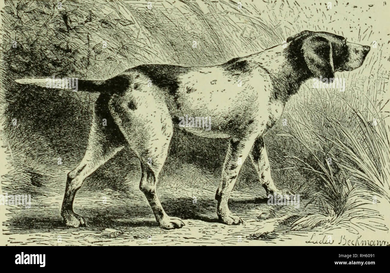 Brehm Das Leben Der Tiere Eine Komplette Natural History Fur Beliebte Home Unterricht Und Fur Die Nutzung Der Schulen Mammalia Saugetiere Das Verhalten Der Tiere Der Dachs Hund Oder Dackel
