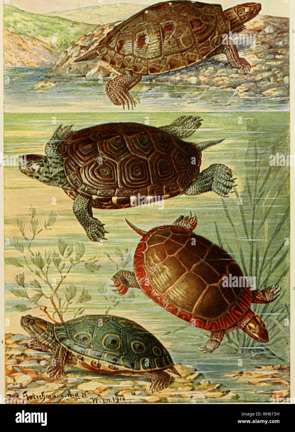 . Brehms Tierleben: allgemeine Kunde des Tierreichs. ;. 1*. Hmerikanikhe Wafferfchildkröten. 1. Malaclemys lesueuri Grau. - 1. Malaclemys centrata Latr. - 3. Chryseniys picta Sehn. - 4. Chrysemys ornata Gray,. Bitte beachten Sie, dass diese Bilder sind von der gescannten Seite Bilder, die digital für die Lesbarkeit verbessert haben mögen - Färbung und Aussehen dieser Abbildungen können nicht perfekt dem Original ähneln. extrahiert. Brehm, Alfred Edmund, 1829-1884; havior. Stockfoto