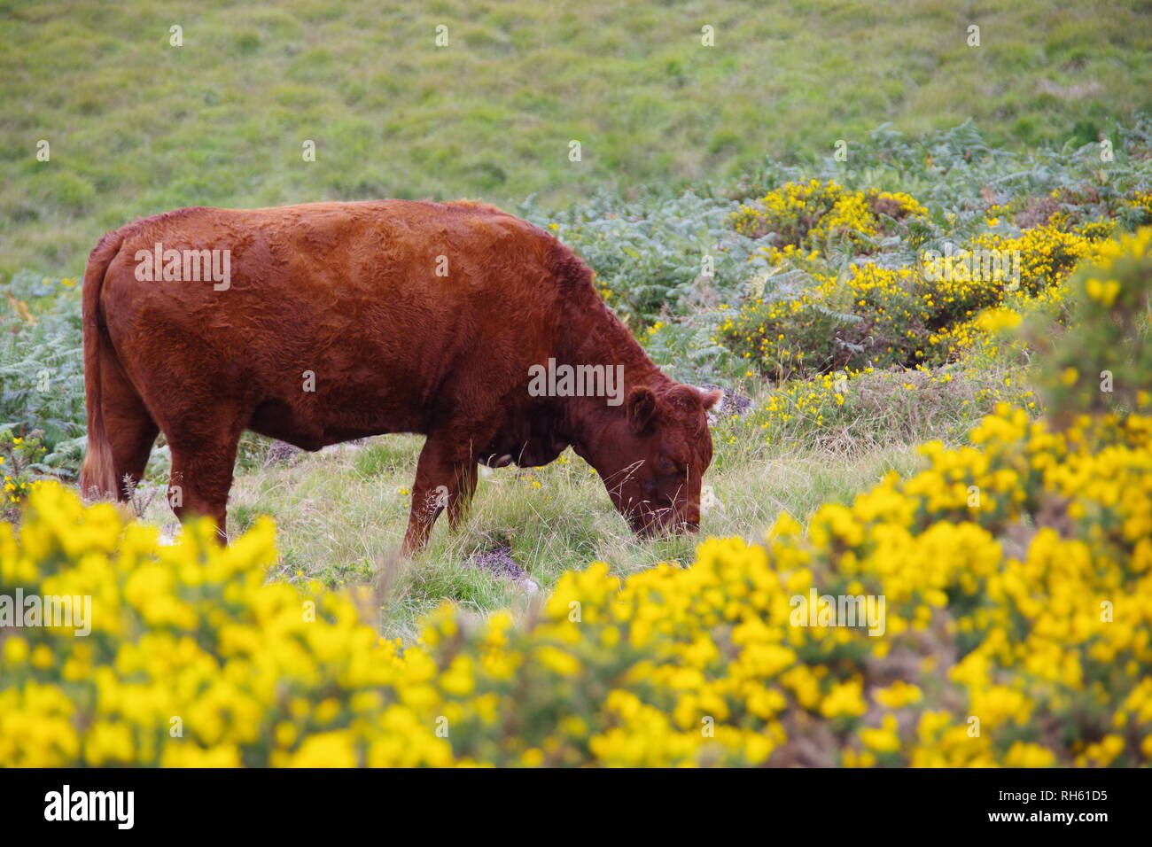 Devon Red Ruby Kühe (Bos taurus) Beweidung auf die Berggebiete Heide durch Wistmans Holz, Nationalpark Dartmoor, Devon, Großbritannien. Stockfoto