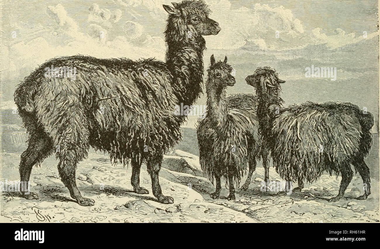. Brehm das Leben der Tiere: Eine komplette Natural History für beliebte home Unterricht und für die Nutzung der Schulen. Säugetiere; das Verhalten der Tiere. 446 DIE HUFTIERE. Das Lama von Meyen schätzt die Bedeutung der großen Wert auf die das Lama der Peruaner als gleichberechtigte Peruaner. Die Rentiere auf die Lap-Lander. Die Tiere sind auf dem Tisch gehalten - landet in riesigen Herden. Alle Arten von Lamas produzieren bei einer Geburt nur einen einzigen Jungen ein, die durch die Mütter der meisten Arten für ungefähr vier Monate gesäugt, und für einen Zeitraum etwas mehr von den Frauen der Llama Arten. Die gleiche Stockfoto