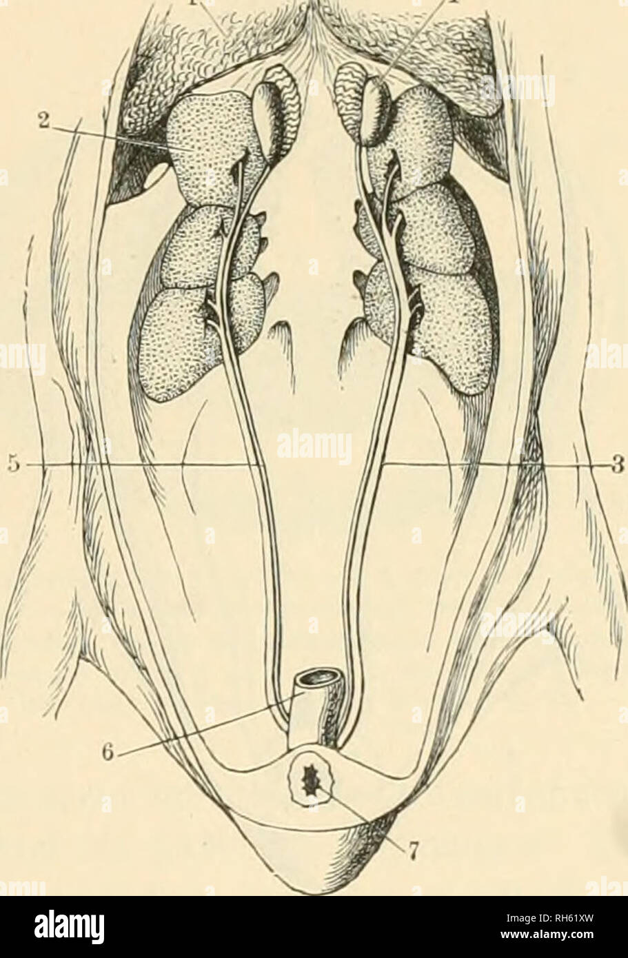 . Brehms Tierleben. Allgemeine Kunde des Tierreichs. Zoologie; das Verhalten der Tiere. ¤ SuftjÃ cte. § ErÃ¤. Shcten. Â® efi^ Ie (f | T § orgQne. 19 {jolbmonbfÃ¶Rmiger (Spalt erfdjeint. 93 ei einer gutflietjeitben SBogelart ift'^erÃ¤grÃ¶ Ãer, f) Ã¤härter unb fd) Werer alÂ § bei einer gIeid) groJ3de fd) LED) tfliegenben. 2) ie Â© djlagabern ber JÃÃ¶ gel i' inb Ã¼erl} Ã ¤ ¤ ltniÃ mÃ¤^ ig Qnfef) nlid) Äh, namentlid) weiter alÂ § bie ber SÃ¤ugetiere, jo baÂ § fie eine betrÃ¤d} tlid) e Slutmenge mit Â £ Eid) tigfeit Burd) Iaffen. iJtud) bie 9 H e r e n ber SSÃ¶gel (f. Bie untenftel) Enbe 2 lbbilbung) finb gro^, Bon geboren nad){) intensive Abgef) Ia Stockfoto