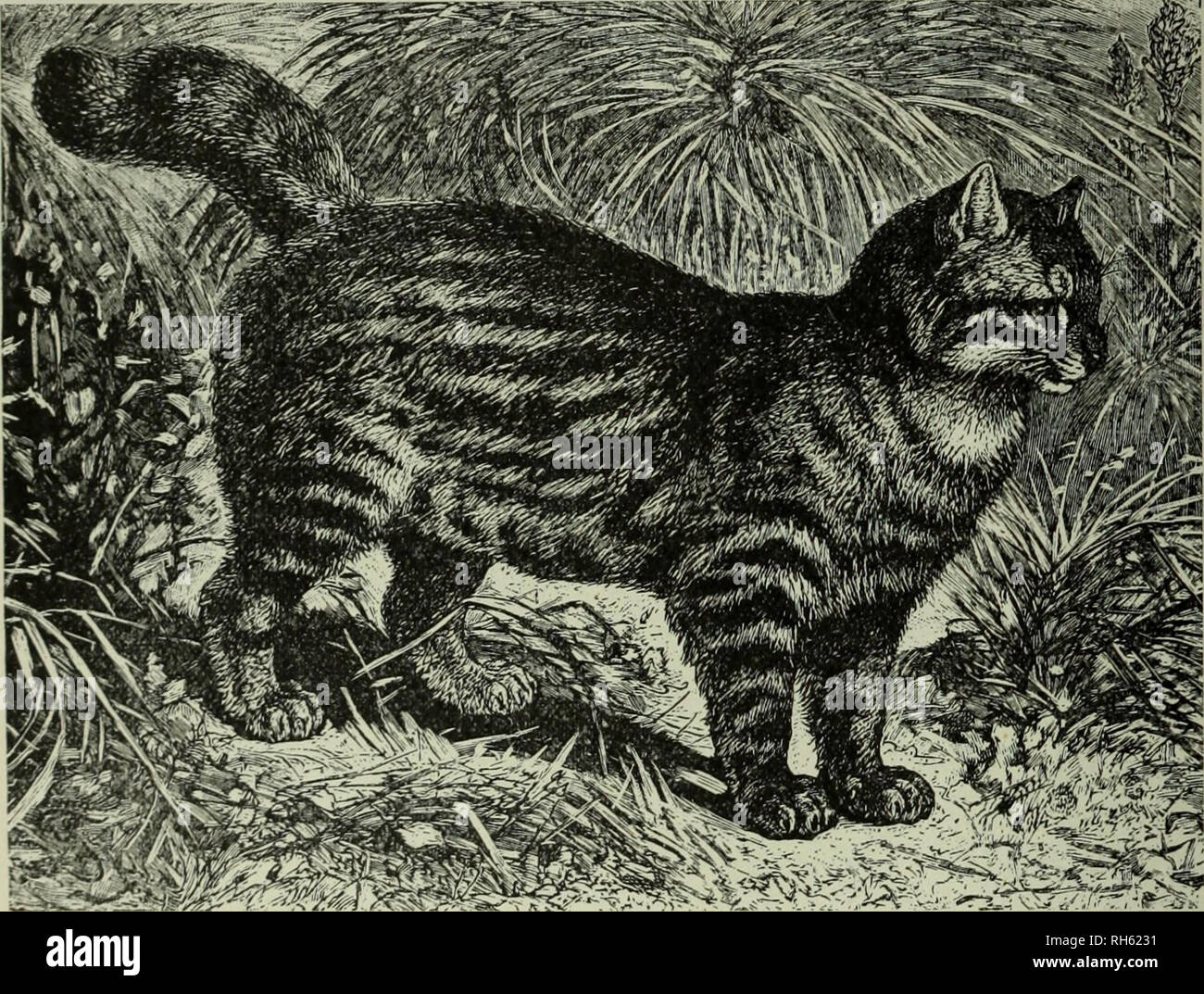 Brehm Das Leben Der Tiere Eine Komplette Natural History