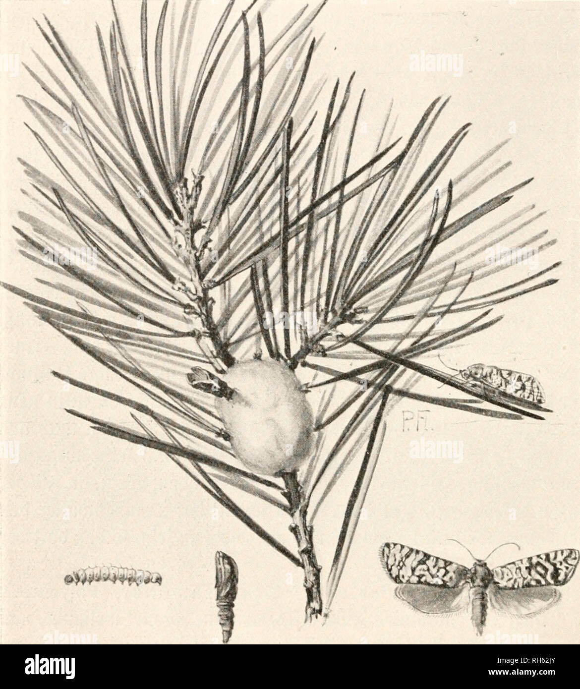 . Brehms Tierleben. Allgemeine Kunde des Tierreichs. Zoologie; das Verhalten der Tiere. 236 Sd) mettcr (ingc. unb ber S5 (orberf ügeI, lüäfjrenb: Ich traf}r.* öar 5 austritt, örft im folgenben'il^ ün nutdjt Fid) aber ber fd}} e (iinfluf äblid^ ber Oiaupen ftärter gcltenb, bie in ber^ ugenb buutelbrann au § fel) en, fpäter etluaö Ijeller luerben unb einen fd) n) ist 3 Deckel) en STopf, ein fdituärglidjcvi, fein geteilte^S^adenfdjilb unb ruftfüf buntle Ü ^^e I) aben. Ser Srieb nämlid beginnt Fidi) bann Nadi ber (Seite § u frümmen, ein ber Bic) Haupe unter einer.* oar 5 = unb Wefpinftbülle bie 3 iinbe unb ha^) junge^ olg ongefreffeu Stockfoto