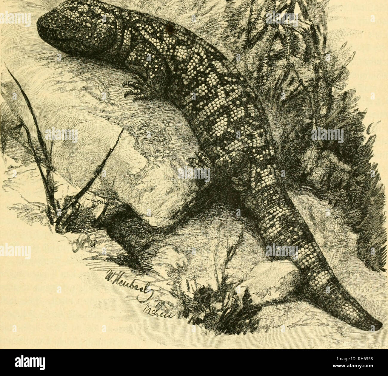. Brehms Tierleben: allgemeine Kunde des Tierreichs. ;. ^. '/. I-^, £. © ilatier, Heloderma suspectum bewältigen. '/S natürlicher © Rö^e. fjei^t, 5 u beobad) Zehn, erfoljren tt) ir, baJ 3 baä SBeibd) en im^ugu [t 3-4 Gier in eine im © anbe Au 5 gejd) arrte tieine i^Öl^ tung legt; bie (Sier finb Bon graiigelber g^ärbung, obal, 19 mm lang unb 13 mm im Duerburdjmei'fer unb gegen^^^ rall FA[t o tüiber [tanb § fat) ig lüie @ ummi = baue; bie jungen finb glänsenb Ro [enrot mit [d^ön blaui jtüarger 'D3 Eid) nung; fie Ia [fen fidj leicht ftreidjeln anfaffen unb. Gin in ein berfenfte SBajferfa^^ © ilatier lebte nad) gnjei © Ti Stockfoto