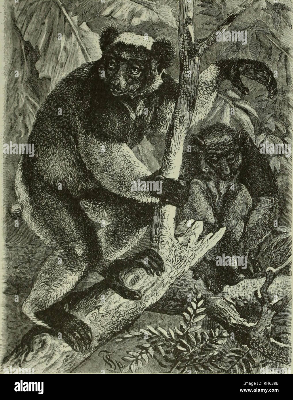 . Brehm das Leben der Tiere: Eine komplette Natural History für beliebte home Unterricht und für die Nutzung der Schulen. Mammalia. Säugetiere; das Verhalten der Tiere. "6. Der halbe Affen oder LEMUROIDS. reich an Früchten und Insekten. Sie wissen nicht genau, slum Mann, sie ihn suchen. Nächtliche in ihren Gewohnheiten zu einem mehr oder weniger, suchen Sie die dunkelsten Teile eines Waldes, ducken oder selbst zusammen rollen und viel schlafen. Ihre Haltung im Schlaf sind sehr seltsam. Entweder Sie sitzen selbst Holding mit ihren Händen, den Kopf in den Armen vergraben, und der Schwanz rollte über den Kopf und sollte zum Beispiel: Stockfoto