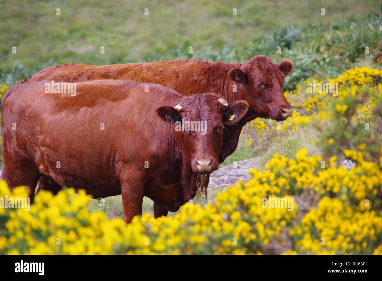 Devon Red Ruby Kühe (Bos taurus) Beweidung auf die Berggebiete Heide durch Wistmans Holz, Nationalpark Dartmoor, Devon, Großbritannien. Stockfoto