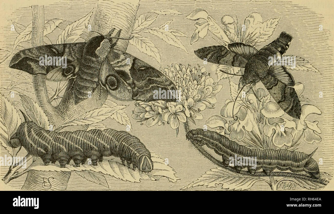 . Brehms Thierleben, allgemeine Kunde des Thierreichs. Grosse Ausg. Tiere. 398 Srttte Drbnung: © d; nietterlinge; sroeite gamilte: © cI; iDärmer. inbem äh jebe's unrufiig werbenbe iamfit in einen fleinen, mit © rbe gefüllten 93 tumentopf Fe | te, biefen mit einem © la^ fdjerben bebeiite, um Ba ^ © ntineic^en gu Uub tierljinbern bie Söir^ fungen ber © onnenftroljlen Ju crljöljen, benen ber Xox&gt; raarb preisgegeben. ;^Ebe? Liau])^rerfügte Fid) alsbalb in bie © rbe unb lieferte eine fäljige entraicfehmg^^ Uppe. S) ie § allen benen gur S3 ea (^ tung, weli^e in ber Salbei finb, bie Staupen beS 9 iac^ Töpfer § roär enfd) Stockfoto