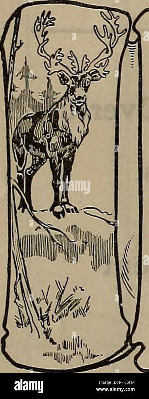 . Züchter und Sportler. Pferde. Östlichen HANDICAP EHRT DIE (P) Marke befördert durch Shooter mit vorläufigen Handicap - 1. Horace W. Lodge, 96 ex 100 aus 19 Yards ich Östlichen Special - 2. Fred Pflaume, 98 ex 100. Östlichen Handicap - 2 W. H. Lanier, 96. ex 100 aus 18 Yards ii Allgemein hohe Durchschnittliche (Riegel) - Fred Pflaume, 343 ex 350 Special Double Event - 1. Fred Pflaume, 29 ex 15 Paare! Längste Abfahrt der shoot - von Fred Pflaume - 140 gerade hohen allgemeinen Durchschnitt auf alle Ziele, darunter 200 aus 22 Yards, 100 aus 18 Yards, 450 aus 16 Yards und 15 Paare, von Fred Pflaume, 742 ex 780 CONNECTICUT INTERSTATE CH gewonnen Stockfoto