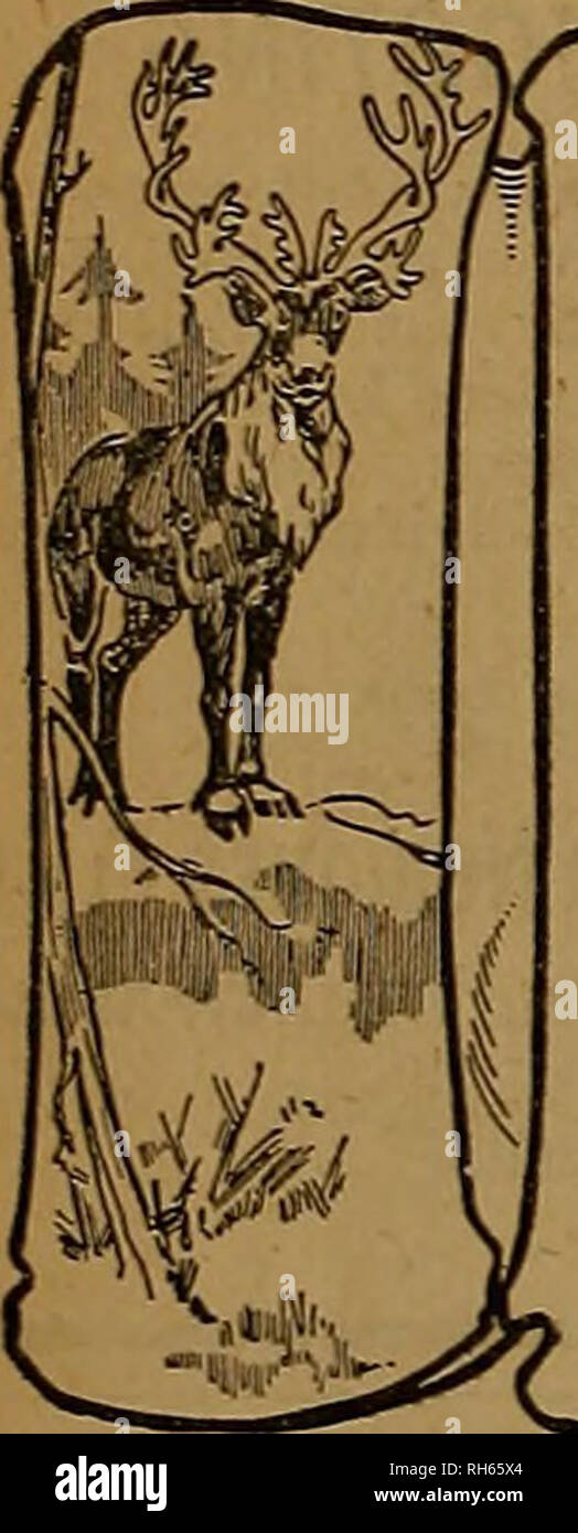 . Züchter und Sportler. Pferde. Östlichen HANDICAP EHRT DIE (P) Marke befördert durch Shooter mit vorläufigen Handicap - 1. Horace W. Lodge, 96 ex 100 aus 19 yards Eastern Special - 2. Fred Pflaume, 98 ex 100 östlichen Handicap - 2 W. H. Lanier, 96 ex 100 aus 18 Metern hohen allgemeinen Durchschnitt (Riegel) - Fred Pflaume, 343 ex 350 Special Double Event - 1. Fred Pflaume, 29 ex 15 Paaren längste Abfahrt der shoot - von Fred Pflaume - 140 gerade hohen allgemeinen Durchschnitt auf alle Ziele, darunter 200 aus 22 Yards, 100 aus 18 Yards, 450 aus 16 Yards und 15 Paare, von Fred Pflaume, 742 ex 780 CONNECTICUT INTERSTATE CHAMPIONSH gewonnen Stockfoto