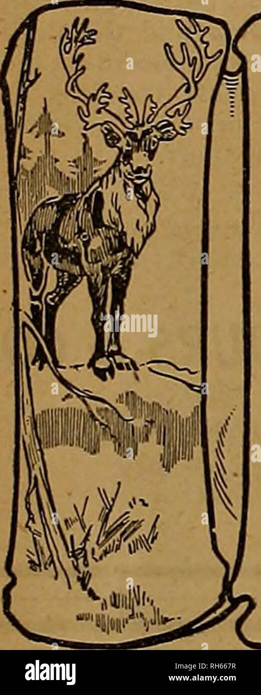 . Züchter und Sportler. Pferde. Östlichen HANDICAP EHRT DIE (P) Marke befördert durch Shooter mit vorläufigen Handicap - 1. Horace W. Lodge, 96 ex 100 aus 19 yards Eastern Special - 2. Fred Pflaume, 98 ex 100 östlichen Handicap - 2 W. H. Lanier, 96 ex 100 aus 18 Metern hohen allgemeinen Durchschnitt (Riegel) - Fred Pflaume. 343 ex 350 Special Double Event - 1. Fred Pflaume, 29 ex 15 Paaren längste Abfahrt der shoot - von Fred Pflaume - 140 gerade hohen allgemeinen Durchschnitt = auf alle Ziele, darunter 200 aus 22 Yards, 100 aus 18 Yards. 450 von 16 Yards und 15 Paare, von Fred Pflaume, 742 ex 780 CONNECTICUT INTERSTATE CHAMPIONSH gewonnen Stockfoto