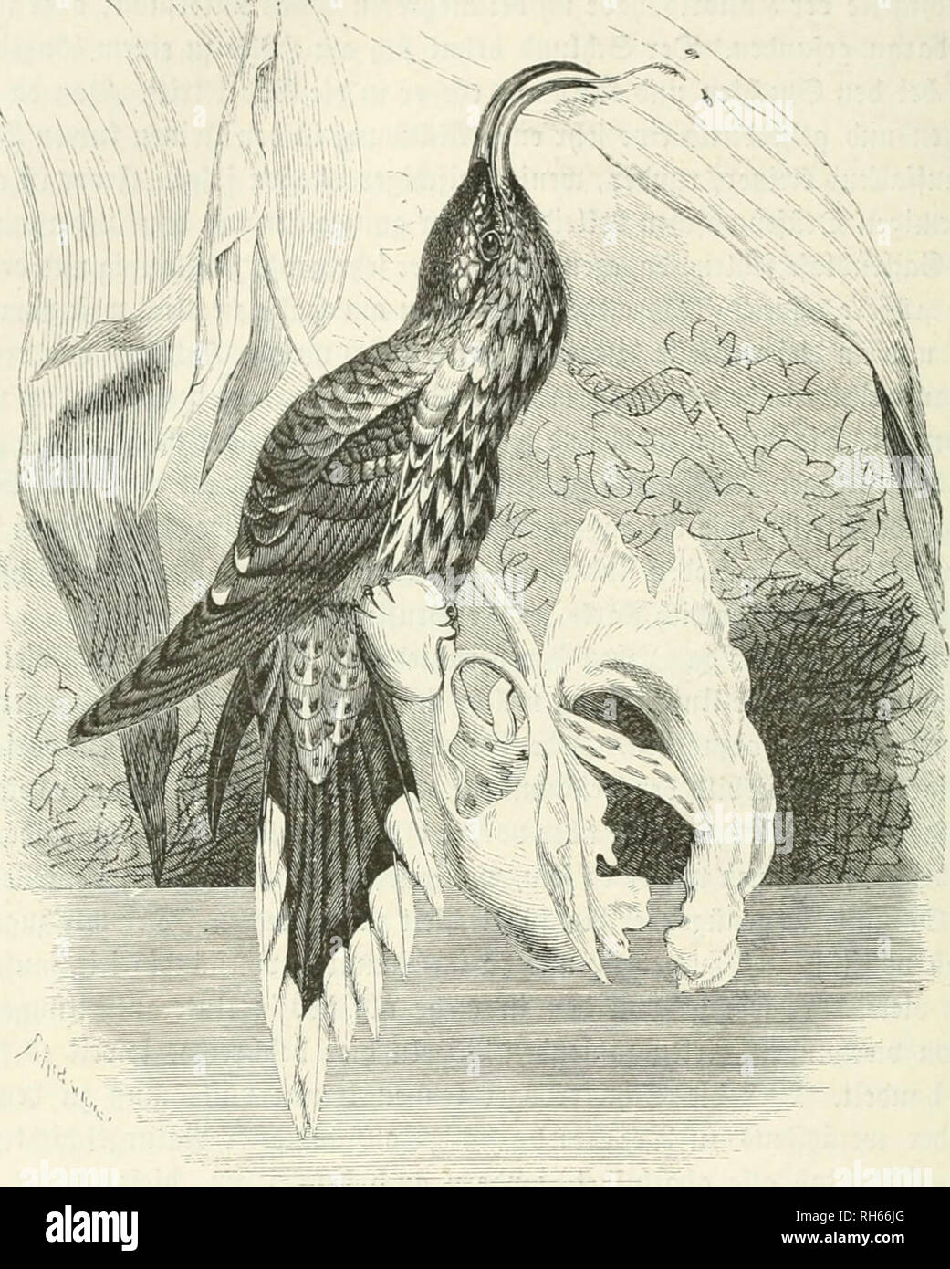 . Brehms Thierleben: Allgemeine Kunde des Thierreichs. Das Verhalten der Tiere; Zoologie. 416 Svitte Dvbnuiuv e'dlllMVvt.^^; öilieI einjige amilic: Äolibviö. Süeberung bcv Drbmmgcn iinb^ nniiUcn attcn bcibef), fü^ re bem cntjprcdicnb alio Unterfamiüen niicfi nur auf. @ Ine foldjc umfaßt Bic © nomcn (Polytminae). S) ic-t) ieii) er Ju jätjlenben Wirten l'inb jicmlicf) GVO^ unb gebnmgen gebaut. S) Er © (^ naBcl ift nüttcUang, fväftig, fd) Tt) ad) ober Fe'^r ftarf gebogen, BCR 5) lunbranb Lego-figuren auf ixieferu tior bcr ©^t^e! crbig gejdfjnelt, ber g-uB fiii^ 53 cf) ig ui'b (angfraltig, ber Stügel breit, Nm^ig gefrümmt, ber Sdju Stockfoto