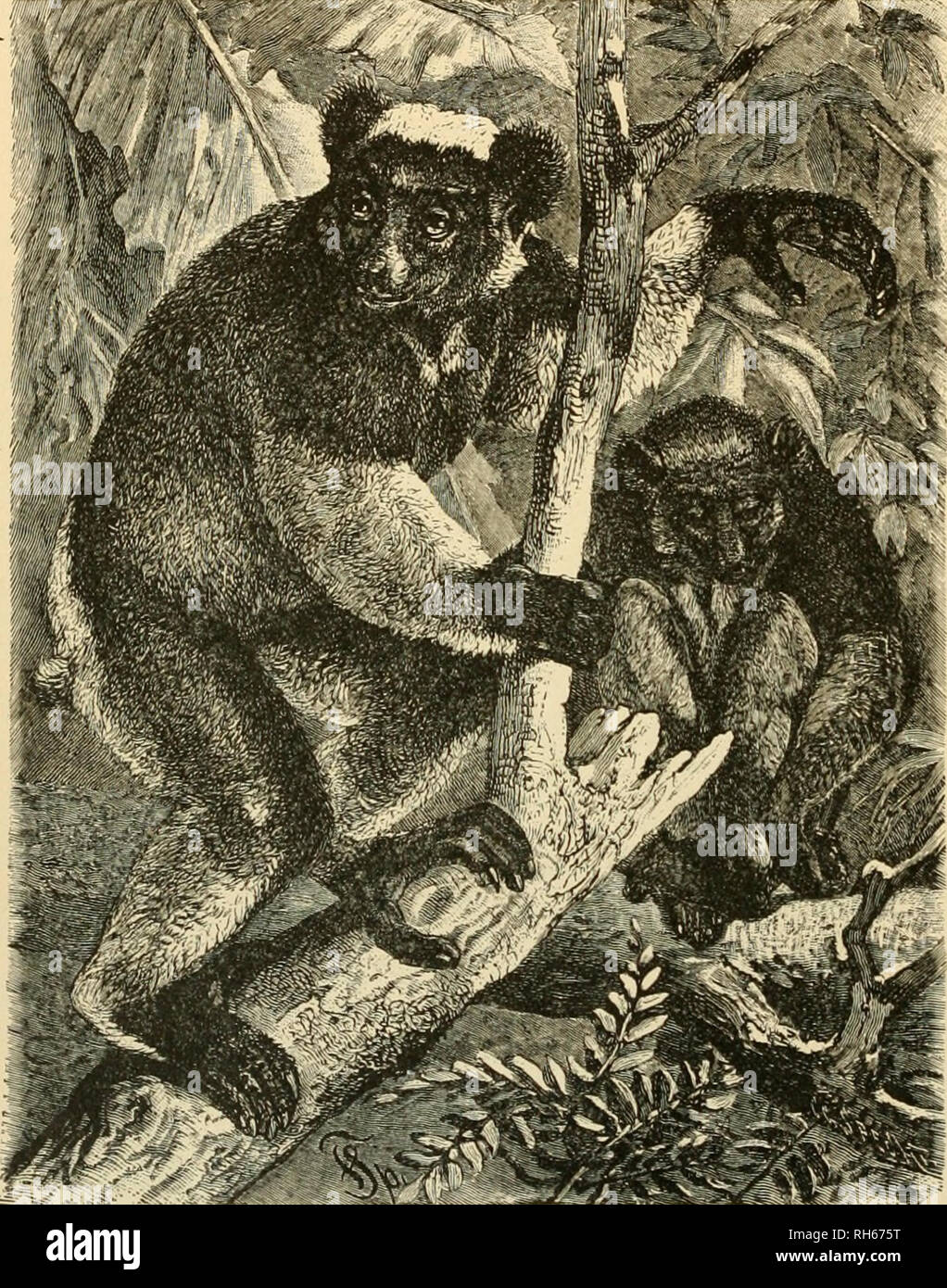 . Brehm das Leben der Tiere: Eine komplette Natural History für beliebte home Unterricht und für die Nutzung der Schulen. Säugetiere; das Verhalten der Tiere. 66 Dem halben Affen oder LEMUROIDS. reich an Früchten und Insekten. Sie wissen nicht genau, man meiden, denn Sie ihn suchen. Nächtliche in ihren Gewohnheiten zu einem mehr oder weniger, suchen Sie die dunkelsten Teile eines Waldes, ducken oder selbst zusammen rollen und viel schlafen. Ihre Haltung im Schlaf sind sehr seltsam. Entweder Sie sitzen selbst Holding mit ihren Händen, den Kopf in den Armen vergraben, und der Schwanz rollte über den Kopf und sollte zum Beispiel, oder tw Stockfoto