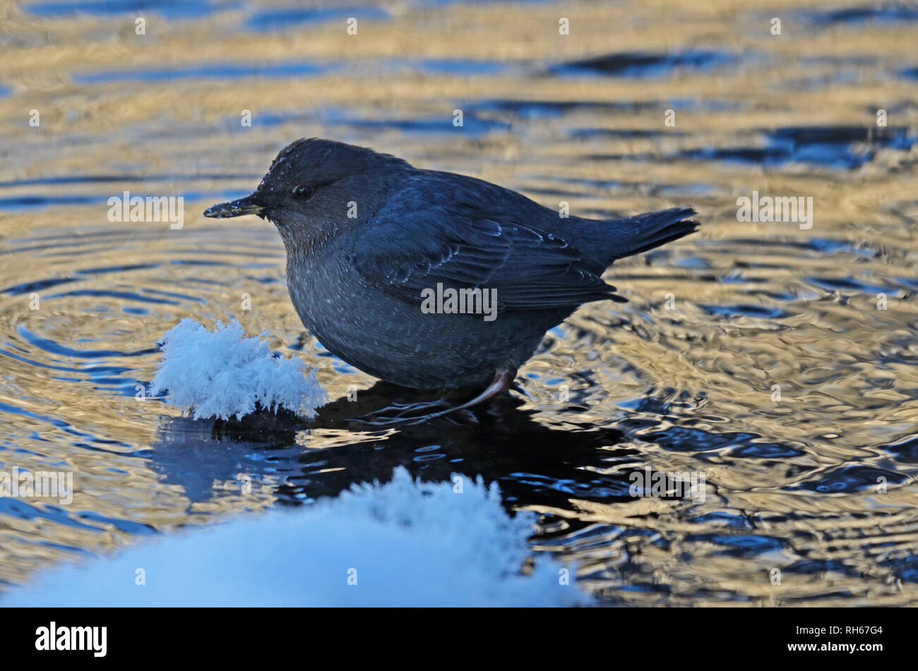 American Dipper auf einem Teich entlang des Yaak River bei Temperaturen unter Null im frühen Winter. Yaak Valley, Montana. (Foto von Randy Beacham) Stockfoto