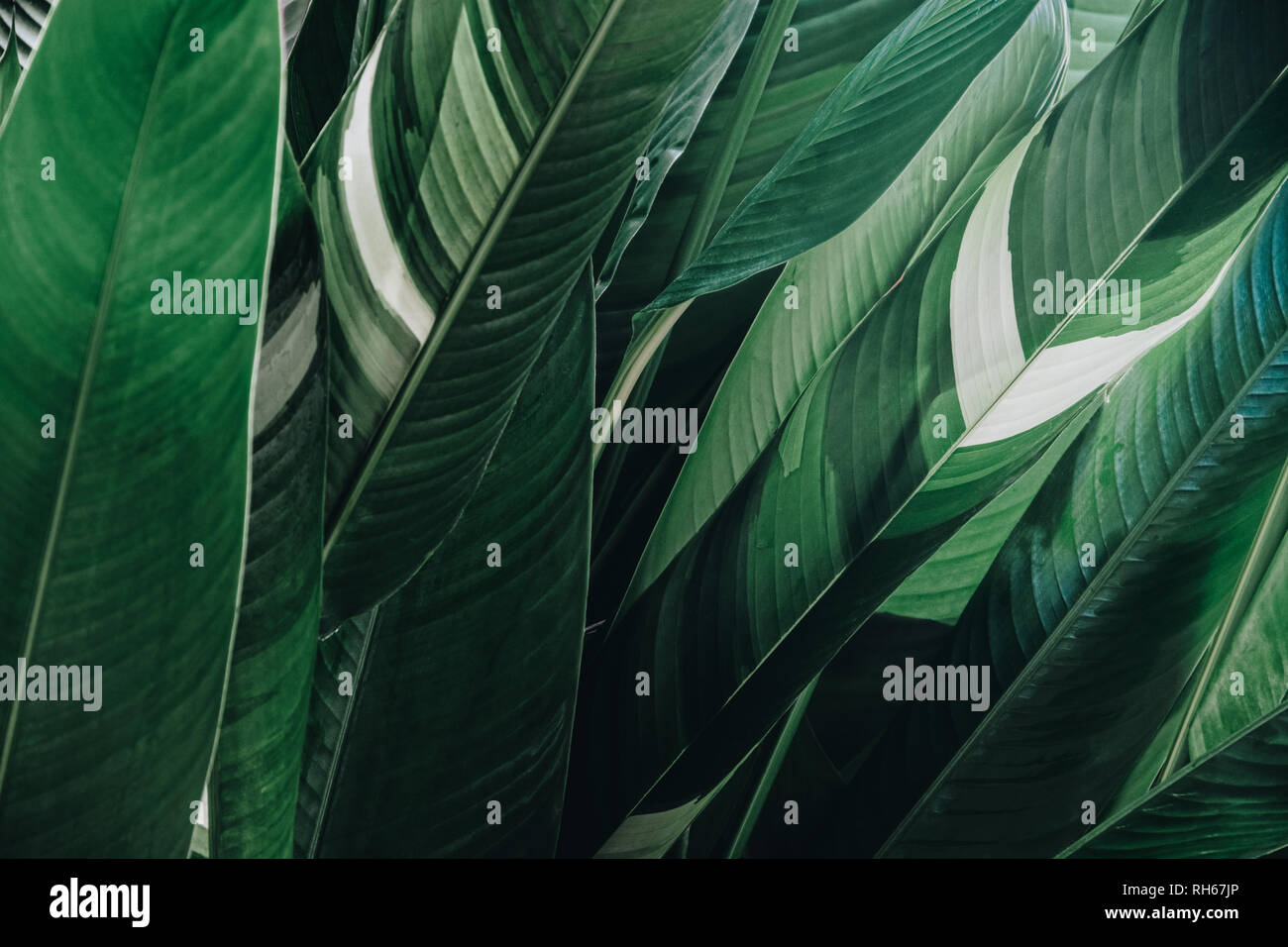 Abstrakte tropical green leaf strukturierten Hintergrund, großes Blatt, Hintergrund für grüne Natur. Stockfoto