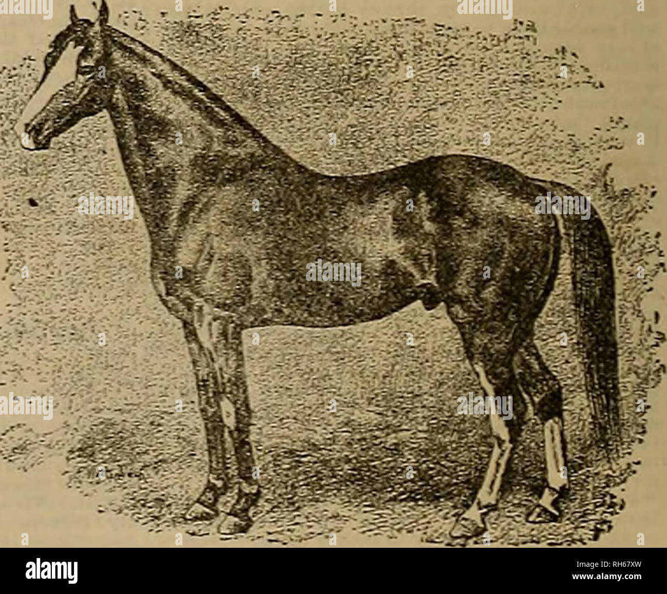 . Züchter und Sportler. Pferde. lq "s; -.l*d WHEATLEY "anschließenden Saison, ENDE JULI 1ST, 1 SS 3, am Oakland Rennstrecke stehen wird. Agb - 5-50, am Ende der Saison zu zahlen. Zufriedenstellend Absprachen können für Weideland in der Nähe der Spur für die Stuten aus der Ferne vorgenommen werden. PEDIGREE UND DES ZWEITEN Damm Gipsy, der Schwester der Medoc, vom amerikanischen Eclipse. Dritte dam Junge Mädchen der Eichen, durch importierte Expedition. Vierte dam Mädchen der Eichen, durch importierte Spread Eagle. 5 dam Annette, durch importierte Hai. 6 dam durch Bockingham. 7 Dani's bv Baylor Galant. 8 Dam von "True Whig. N Stockfoto