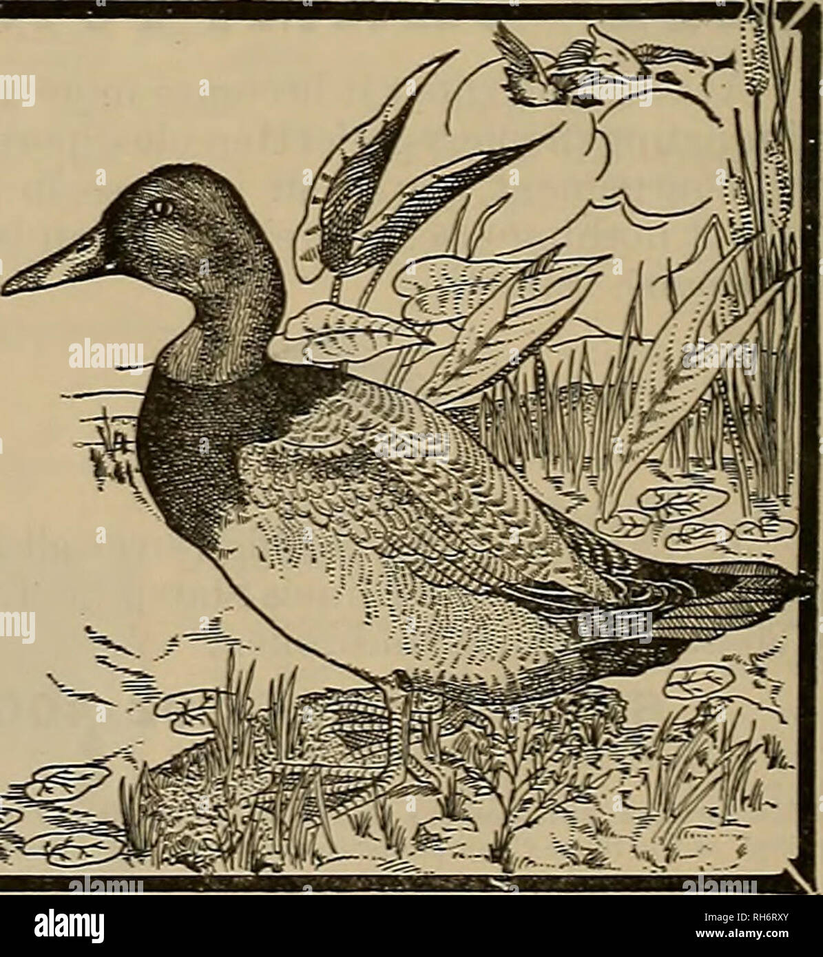 . Züchter und Sportler. Pferde. WINCHESTER Werkseitig geladen rauchlosen Pulver Schalen die harte, weit reichende Lasten Duck Shooting ist ein großer Test des Schießens Qualitäten einer Shotgun Shell. Viele der Aufnahmen sind auf der langen Strecke, und, wie alle Schützen wissen, Enten fliegen in der Regel mächtig schnell. Die erfolgreichsten Wildvoegel schützen und unterstützen Win-chester Werkseitig geladen Muscheln, "Führer" und "Repeater". Erfahrung und Versuch haben sie überzeugt, dass sie die Tötung von Lasten. Die sorgfältige und richtige Laden machen Sie so. Probieren Sie es selbst heraus. Suchen Sie nach dem roten W AUF DEM KASTEN^%. Stockfoto