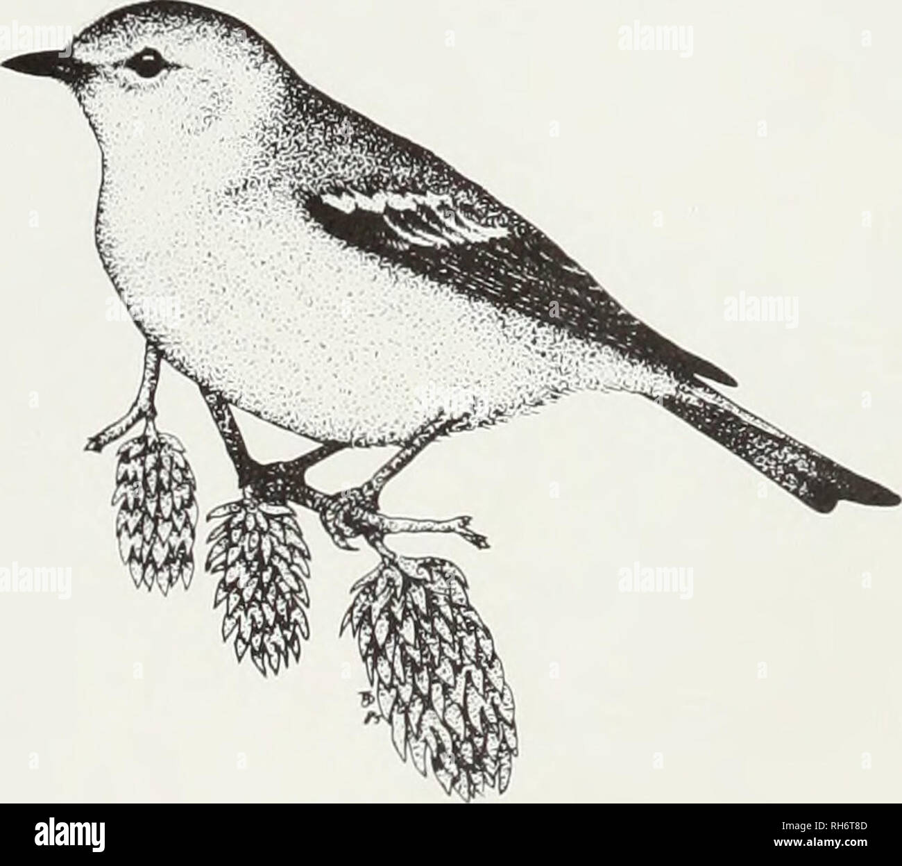 . Brutvögel von Ontario: nidiology und Verteilung. Vögel, Vögel, Vögel. Pine Warbler, Dendroica pinus (Wilson) Nidiology Datensätze 15 Nester aus 11 Provinzen Regionen. Rassen in der Regel in oder am Rand der offenen Nadelholz steht (8 Nester), in einer gemischten Stand (1 Nest), auf einer Insel mit ein paar großen Kiefern (1 Nest), in unbestimmten Waldgebiete (3 Nester) und in Lone Pine Tree in einem Dorf Garten (1 Nest). Nester wurden ausnahmslos in Nadelbäumen und in der Regel in Kiefern. Nest Bäume ausgewählt wurden White Pine (5 Nester), Red Pine (4 Nester), Jack Pine (2 Nester), sp Fichte. (1 Nest) und eine definierte Druckername Stockfoto
