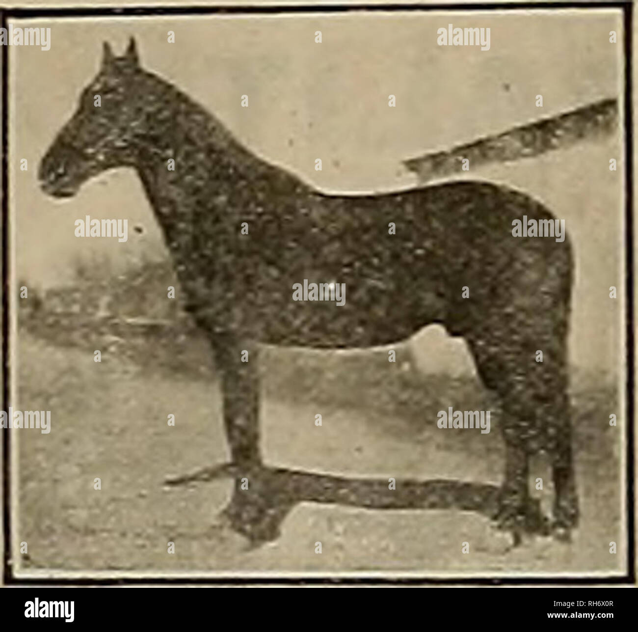 . Züchter und Sportler. Pferde. Montbaine REG. Nr. 48667 MOKO Vererber von Futurity Gewinner und Vater von der Verdammung des Feldhäckslers 2:01 Der Weltmeister Trotting Stallion. r BARON WILKES 2:1 S. Vater von 12 in 2:10 Liste MOKO 34457 - und Dämme von i in 2:10. Vater von 6. in 2:10, einschließlich Brenda Yorbe 2:04%, Fereno 2:05%, ICH O. UEEN ETHEL Native Belle 2: 06 %. Staudamm von Beulen 2:03 * 4 silberne Seide 2:08%, und 2 andere. Grand Susie N. 2:09%. Go-Staudamm von 2. MOKO 2:10 und der Verdammung des Harves - ter 2:01. f KREML 2:07% Vater von Kavalli 2:07% KREM MARIE 1 und Kaplan 2:0 S% und Staudamm von Staudämmen von Aquina2: 0 S%, Maud Marie 2:16% Stockfoto
