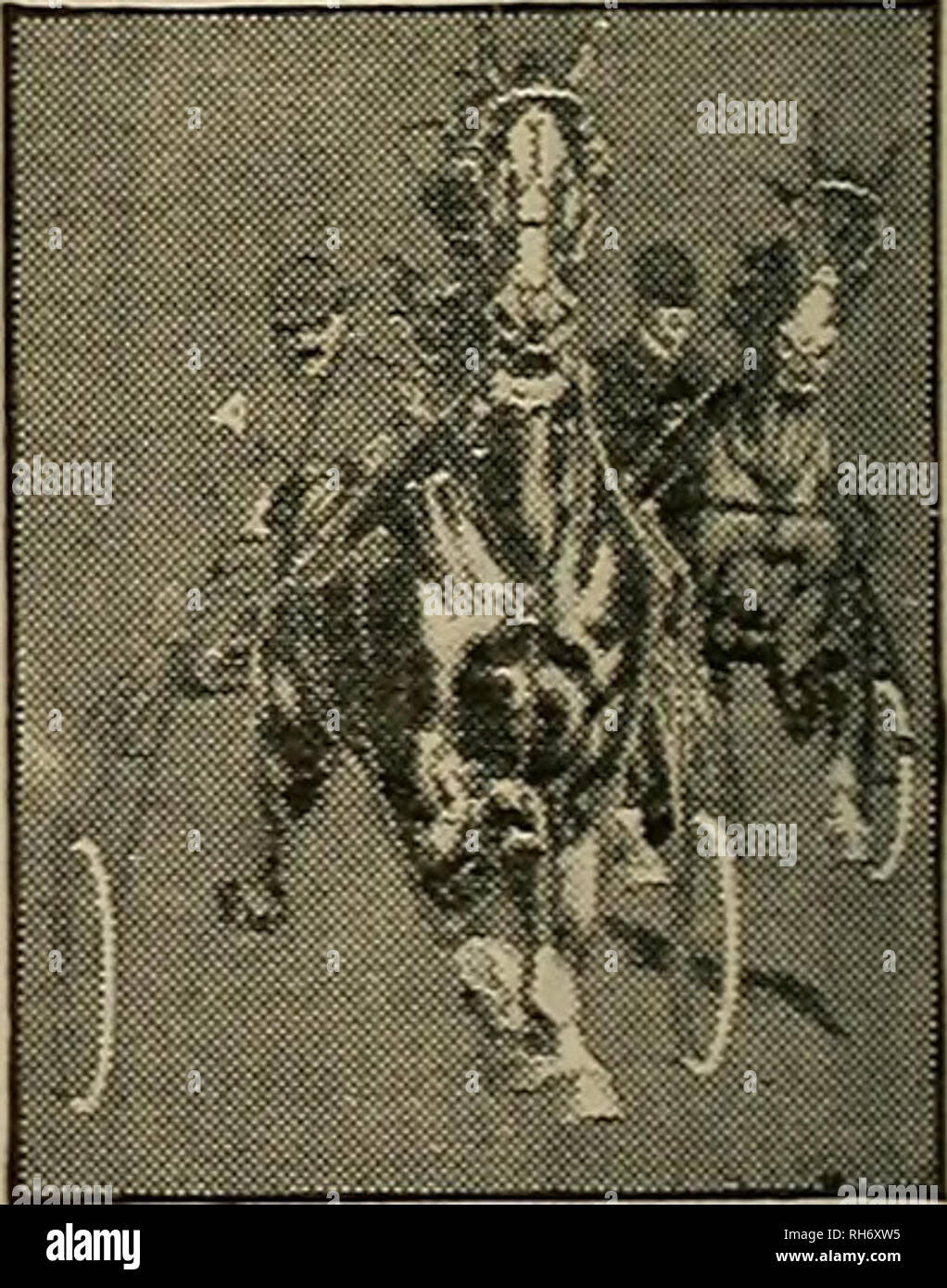 . Züchter und Sportler. Pferde. Garantiert nur $ 2 zu NOMINIEREN MARE GARANTIERT Pacific Breeders Futurity Einsätze Nr. 15, die von der Pazifikküste Trotting Horse Breeders Association für Lfoals von miris Abgedeckt 1914 auf Trab und Schritt an zwei und drei Jahre alt werden. Einträge in der Nähe Dienstag, DEZ-1, 14 $ 5150 $ 2800 für Trab 7 oals. $ 300 zu Nominierende von Dämmen der Gewinner. $ 1800 für die Stimulation der Fohlen. $ 250 für Besitzer der Hengste. 1200 $ für 3 Jahre alten Pacers. 100 Auf den Zähler der Damm auf deren ursprünglichen Eintrag ist der Gewinner des Drei-Jahres-Rhythmus genannt. 500 für zweijähriges - alte Pacers. 50 Zu den Stockfoto