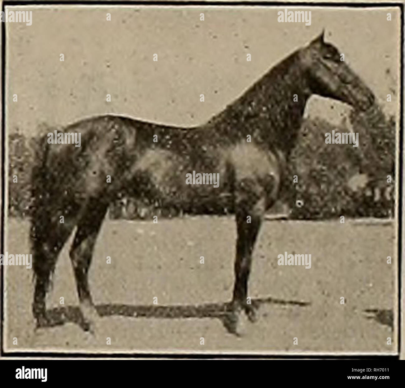 . Züchter und Sportler. Pferde. CARLOKIN Ausstellung Meile 2:05 Vater von Cursto So. Flgaeroa Street, Los Angeles, cal. TOM SMITH 2: 131. Bitte beachten Sie, dass diese Bilder sind von der gescannten Seite Bilder, die digital für die Lesbarkeit verbessert haben mögen - Färbung und Aussehen dieser Abbildungen können nicht perfekt dem Original ähneln. extrahiert. San Francisco, Calif.: [s. n. ] Stockfoto