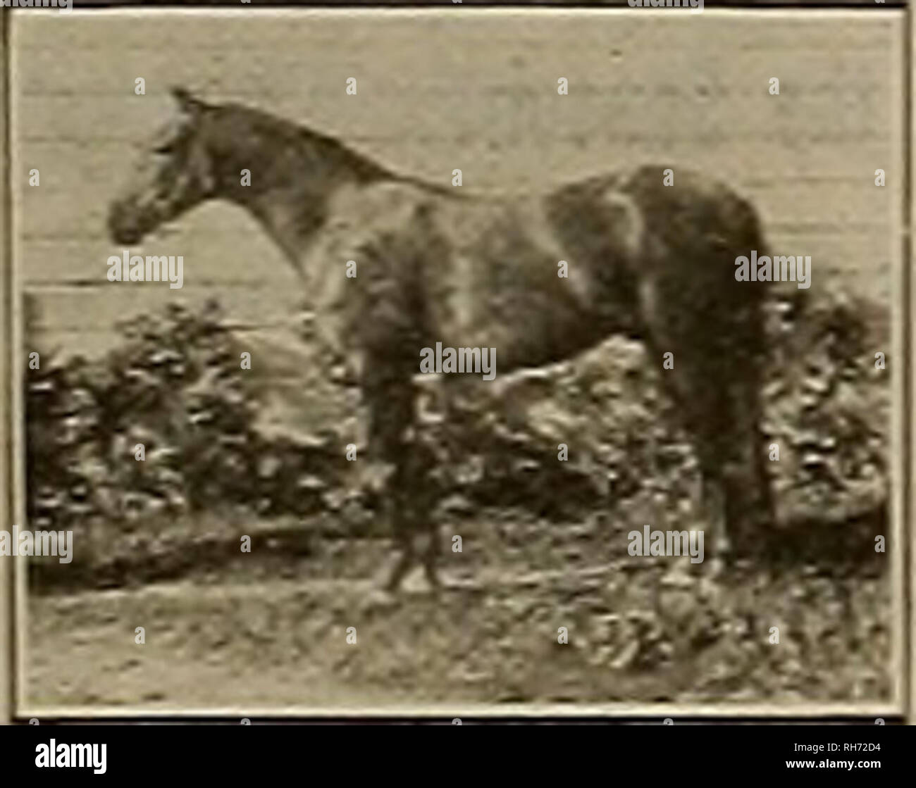 . Züchter und Sportler. Pferde. Colorado E. (3) 2: 044. * T. DoiÂ°dn der Welt. Sieger der Matrone. American Horse Züchter und Kentucky Lager Farm Fu-turities; Zweite in Kentucky Futurity. Den Kolben (4) 2: 074, Knd/SJ: alte Hengst von 1910. Gnade Bond (3) 2:09 ich gHEJ-S Kentucky Futurity. Creighton 2:09 Ich, protokolliert, die Ta 191°-und 29 andere. Ein Halbbruder zu Jay Hawker 2:14%, Vater von Land Jay 2:05%, Susie Jay 2:06%. Halbbruder, der Tramp, Sire von Bervaldo 2:0 S%, Trampfast (2) 2: 12%. Halbbruder nach Sorrent Toda (4) 2: 14%. Belle Sentinel 2:15, etc. BARON WILKES 2:1 S. Vater von 12 in 2:10. Stockfoto