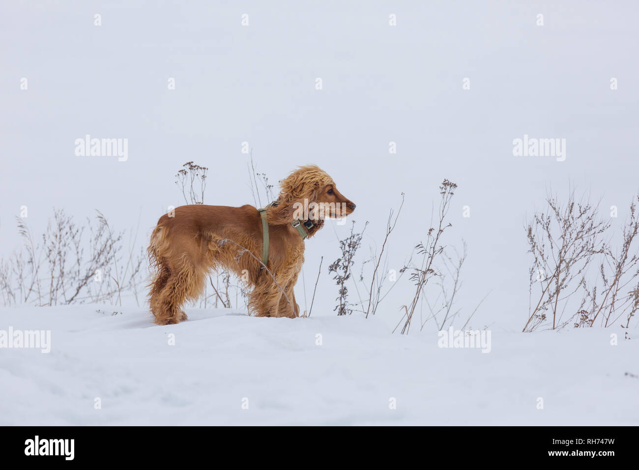 Golden british Cocker Spaniel hund im Schnee Stockfoto