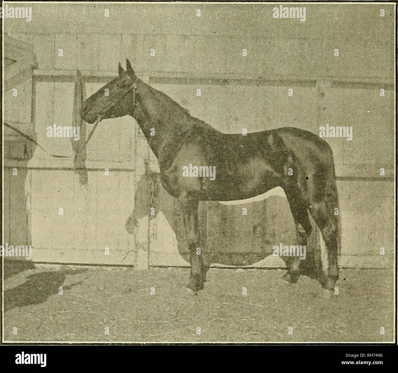 . Züchter und Sportler. Pferde. Der Züchter und Sportler fSaturday, 29 Dezember, 1906 id Faro Boxen, an denen keine Menschen gewinnen könnte ein "Abgeworfen" zu ihm. Dass sich Ihnen. Kapitel III. Sie hören so viel gesagt über Englisch und die Pferde und ihre offensichtliche Überlegenheit über unsere, aber ich weiß nicht - lieve ein Wort davon. Ich glaube, dass wir gerade haben, wie Ihr, aber nicht so viele von ihnen. Hermis 1904 durchgeführt 133 Pfund und gewann an eine Meile in 1:38, das Gewicht richtig betrachtet, eine Wette - ter Leistung als Salvator den Rekord von 1:35%, denn Hermis nicht nur ein höheres Gewicht, aber Beat a goo Stockfoto