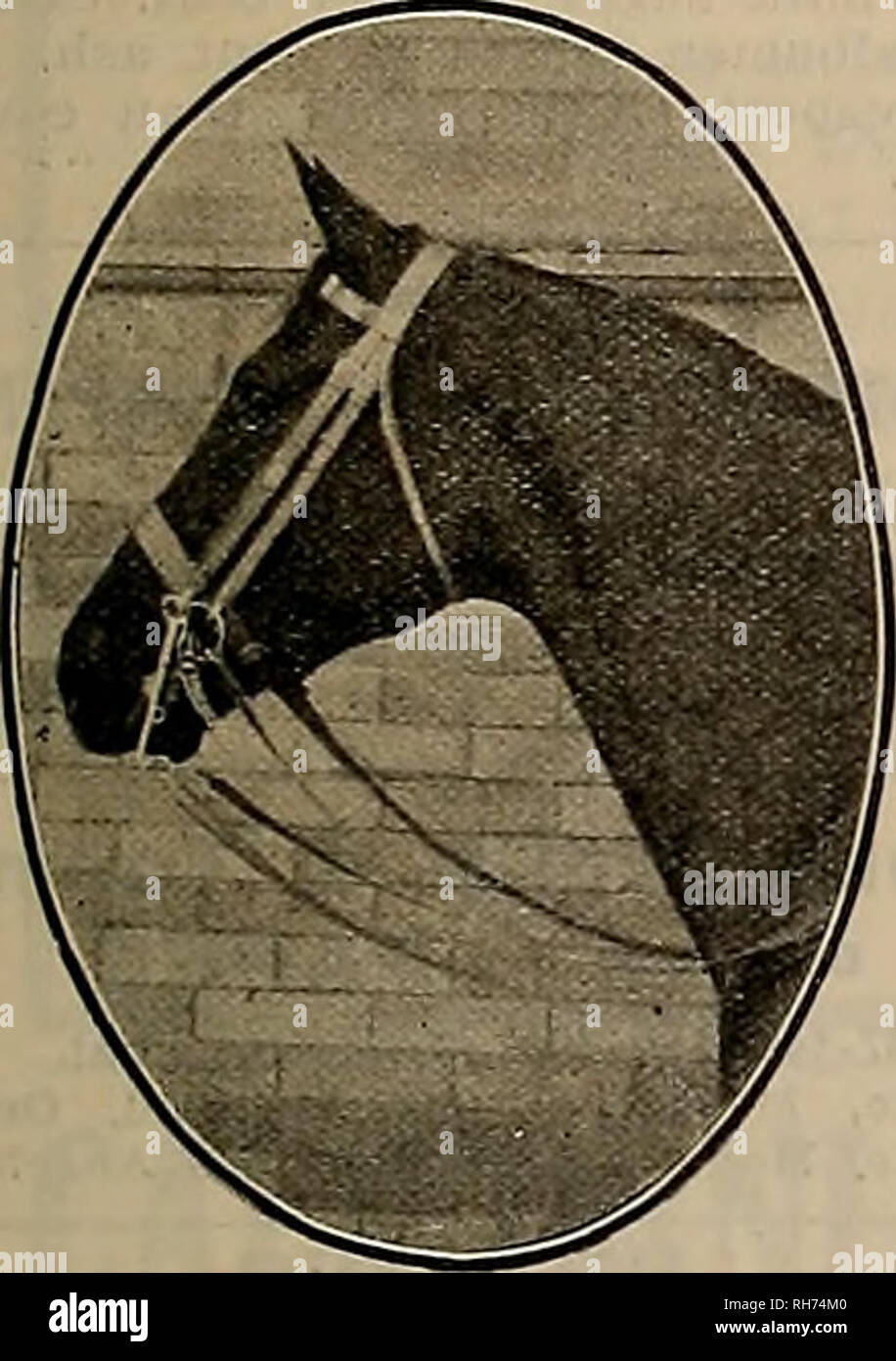 Titier Stockfotos Titier Bilder Alamy