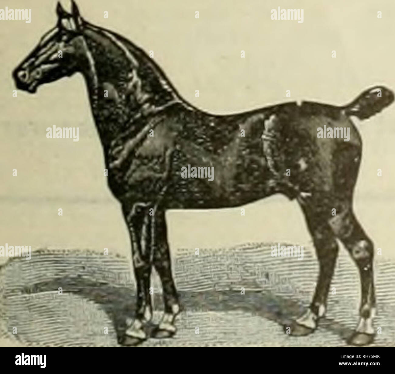 . Züchter und Sportler. Pferde. Samstag, Dezember S 1906 | | DIE FARM "BIN 1&lt; "ICH ''I'' * * fr t' I * * V â â â â â â â â!!*" * "j" s "Ich"} "Ich": "4. Molkerei Vorschläge. Der Züchter und SPORTSMAN 13 Wir ueed kleiner und besser kultivierte Farmen. Wir brauchen bessere Kuhstall bedeutet dies nicht zwangsläufig Teureren bedeuten. Ich habe innerhalb eines Monats wurde in zwei kuh ställe, wo die Besitzer Hunderte von Dollar in stabilen Reparaturen verbracht haben, und die stallungen sind in vielerlei Hinsicht unterlegen othM - Ställe, die ich besucht habe, die Kosten aber nur einen Bruchteil so viel. In einem Fall der owne Stockfoto