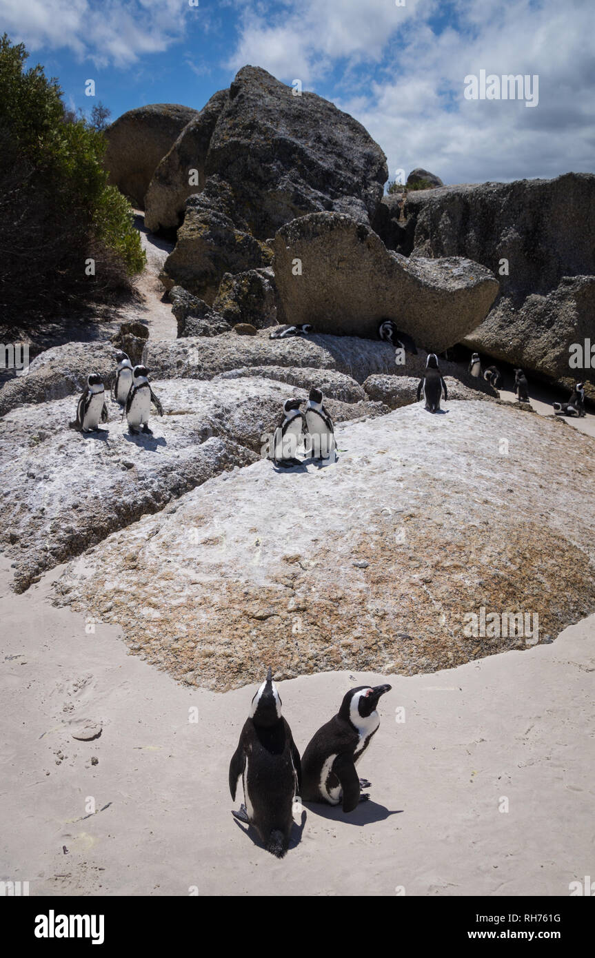 Afrikanische warme Wetter Pinguine am Boulders Beach, Südafrika. Stockfoto