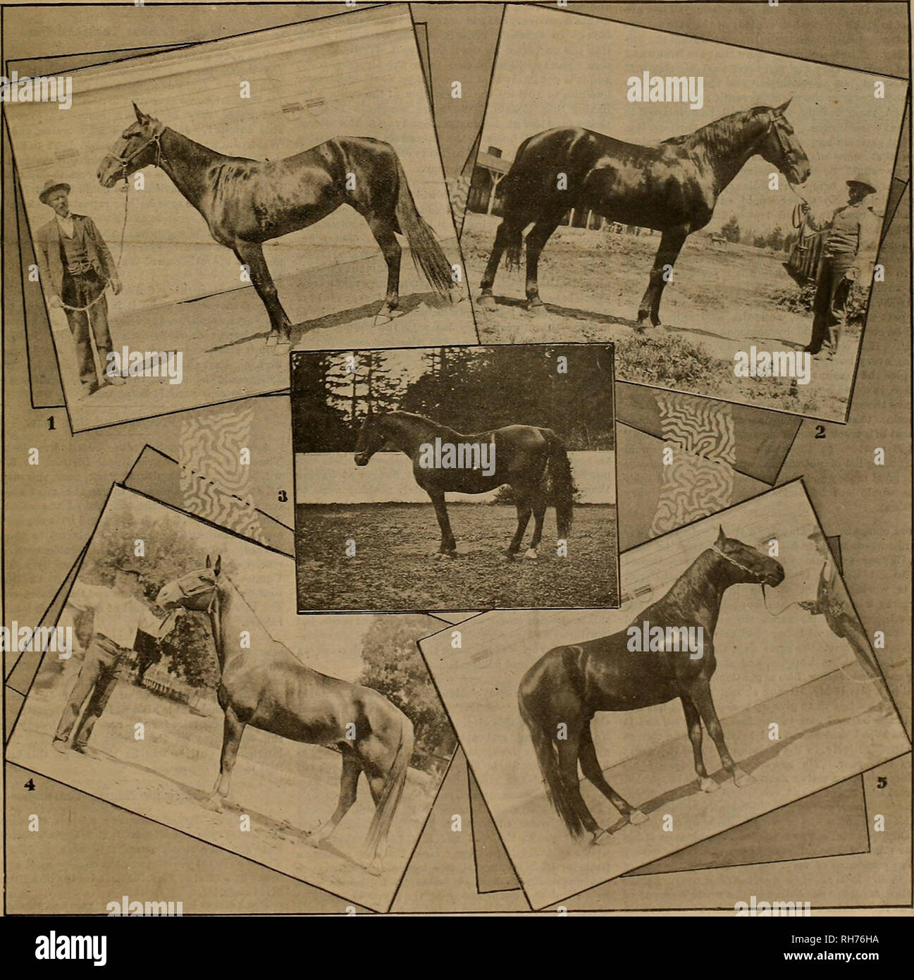 Zuchter Und Sportler Pferde N J Xiejiry Ti L M M