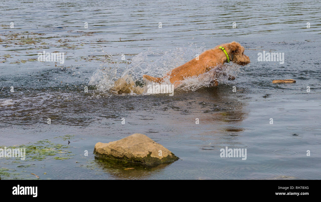 Schöne Wirehaired Vizsla Hund im Wasser springen auf einen aktiven Tag in der Natur Stockfoto