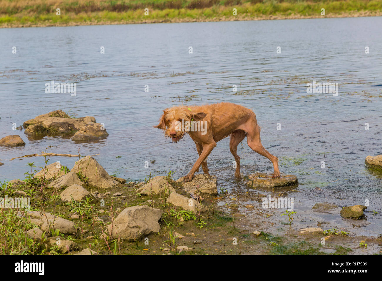 Wirehaired Vizsla Hund aus dem Wasser auf einen aktiven Tag in der Natur Stockfoto