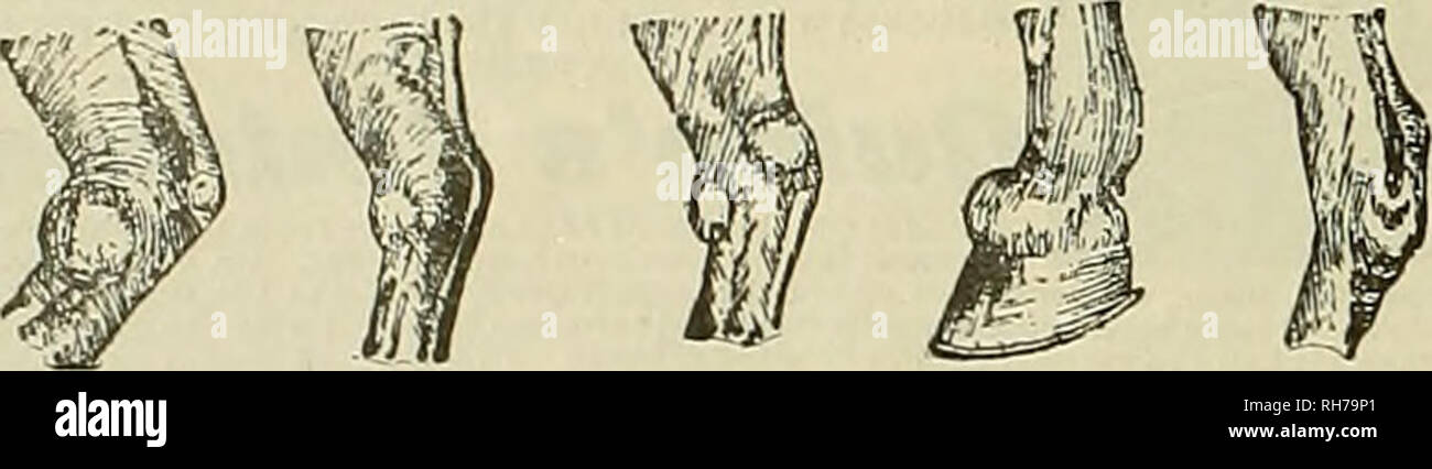 . Züchter und Sportler. Pferde. 14 Der Züchter und Sportler [Samstag, 18. August 1906... Meisterschaften... KENTUCKY OWENSBOEO, 24. Mai 1906 gewann durch mich. WOOLFOLK HENDERSON, 98 x 100 ILLINOIS BLOOMINGTON, 21. Mai 1906 gewann durch Herrn J.R. GRAHAM, 91 x 100 von 19-yards Peters Werkseitig geladen Schalen der TROST HANDICAP - GRAND AMERICAN, 1905 gewann durch Herrn James T. Atkinson, - 99 x 100 ab 18 Yard Markierung. In diesem Fall 2 Punkte von 98, 5 auf 97, und 4 der 96. Alle mit der Peters Werkseitig geladen Schalen der gewählten Munition von Amateur- und Experte. Der Peters Cartridge Company' - Cincinnati, Ohio NEW Y Stockfoto