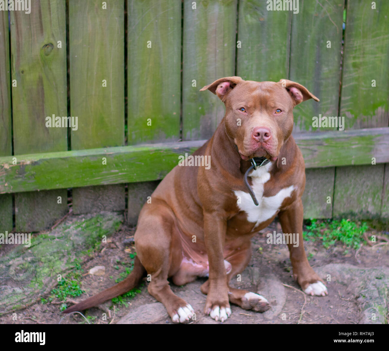 Sie sagen, Hunde sind ein mans besten Freund. Diese schönen Hunde sind alle besten friend.beautiful und stark. Stockfoto