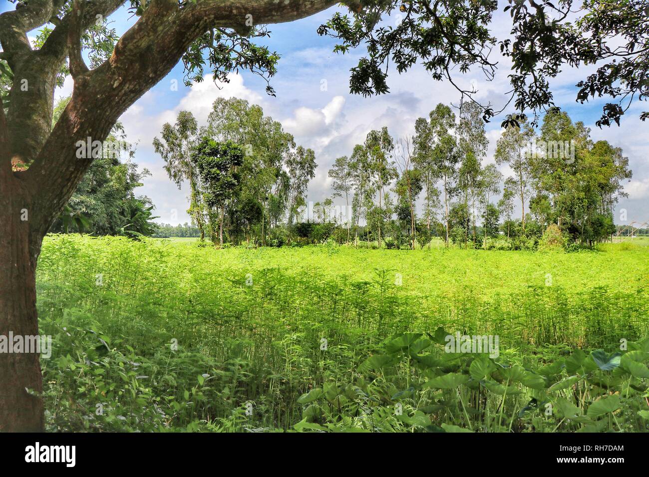 Die Natur ist die Kunst Gottes Stockfoto