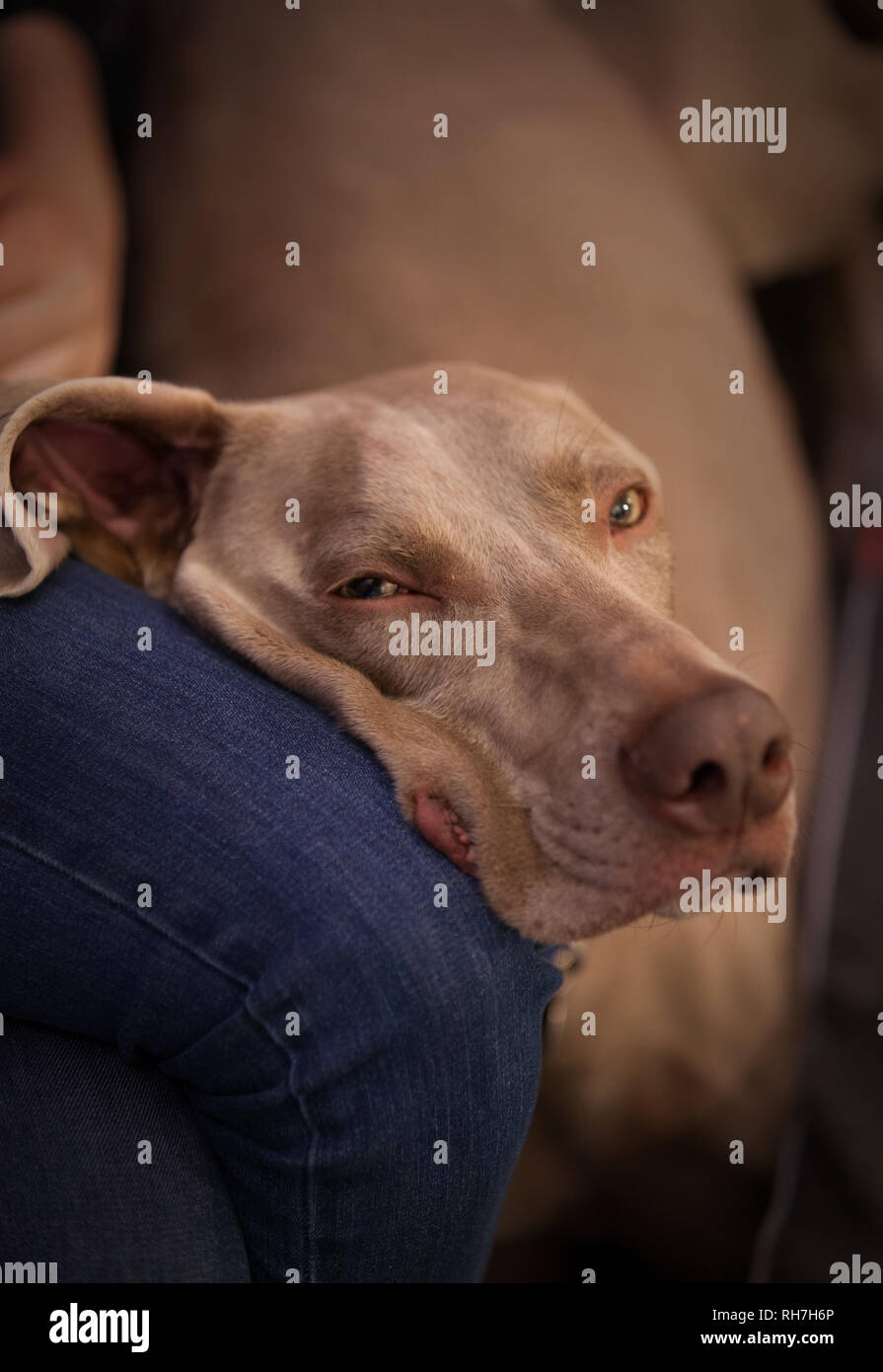 Weimaraner Hund closeup Stockfoto