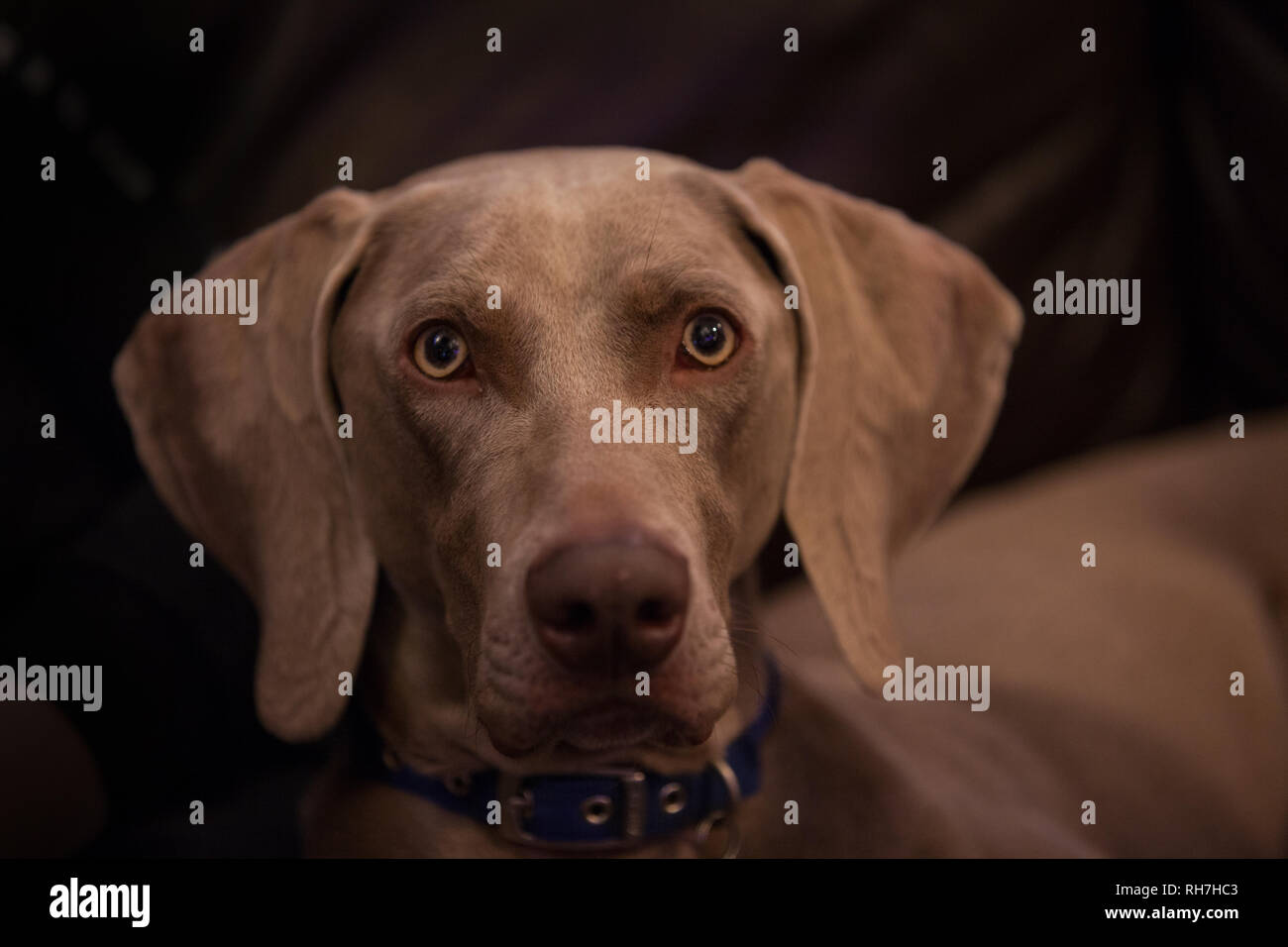 Weimaraner Hund closeup Stockfoto